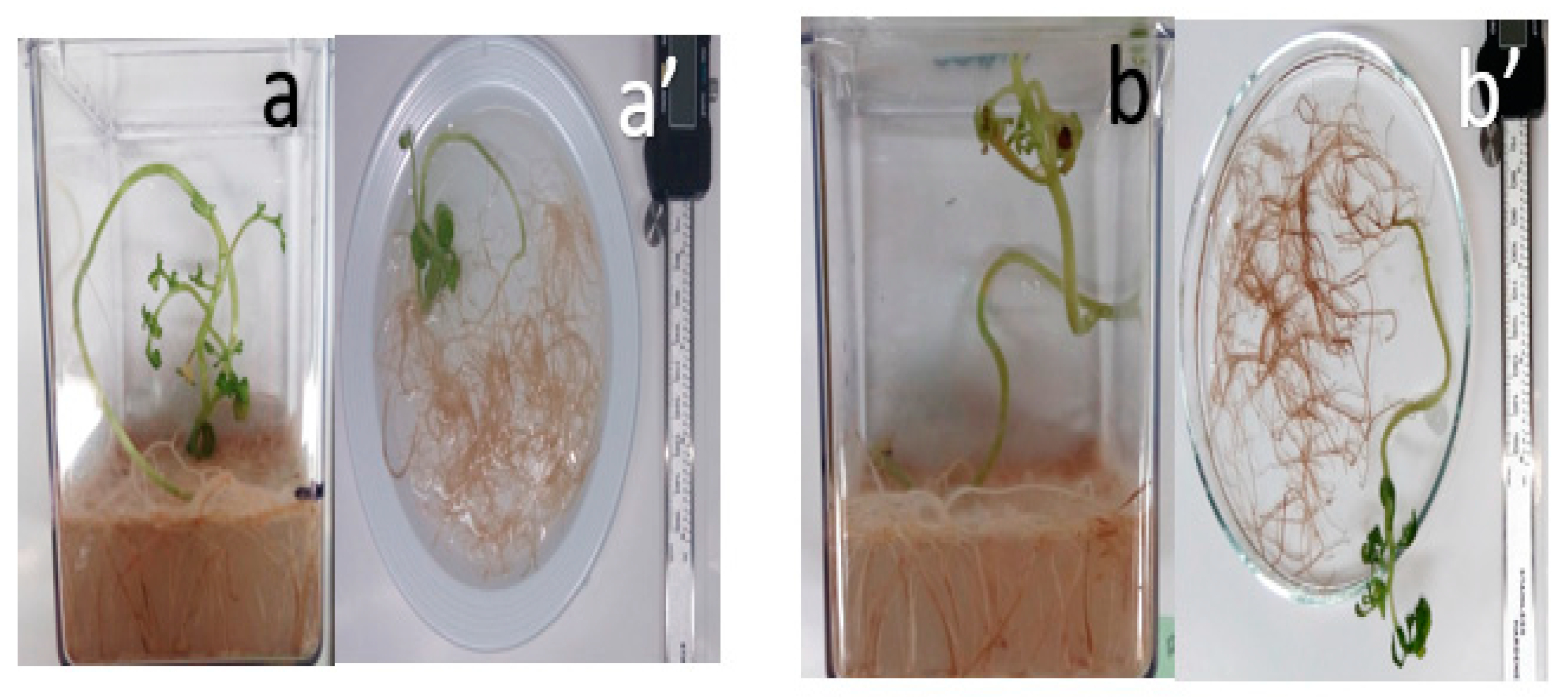 Nanomaterials 11 01127 g005 Nanomaterials 11 01127 g005
