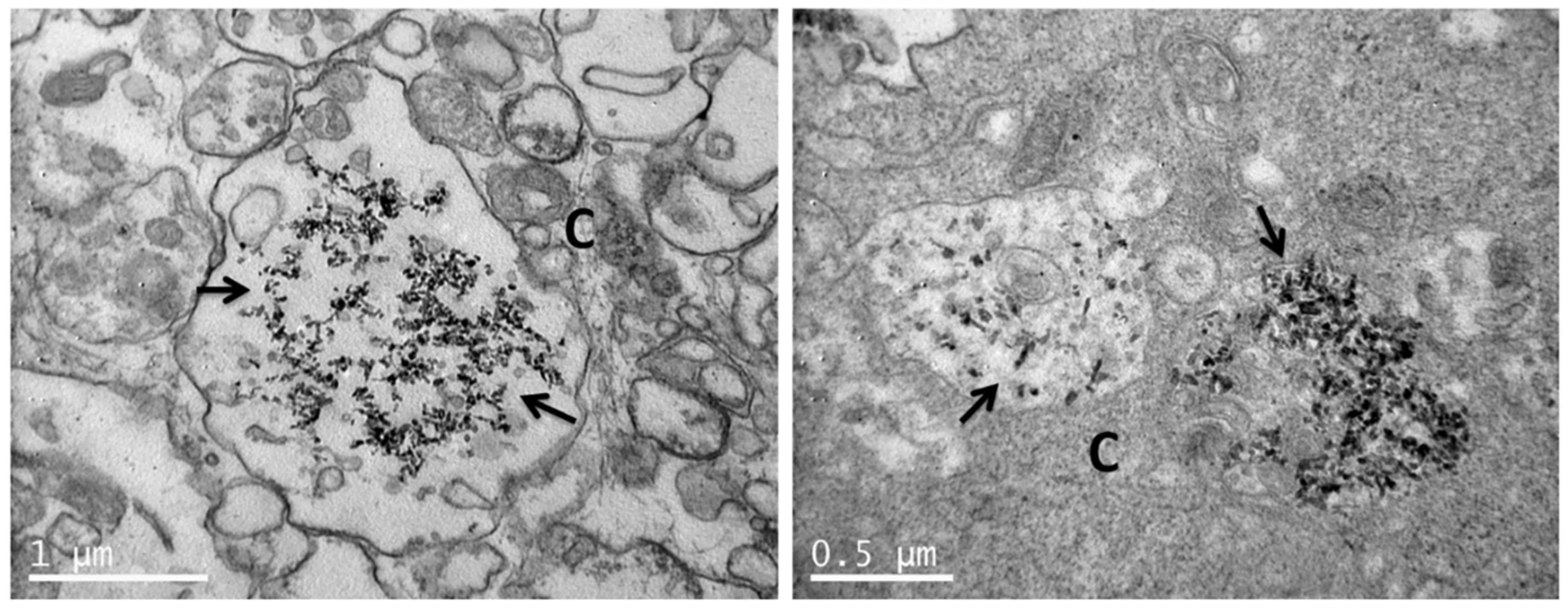 Nanomaterials 11 01152 g010