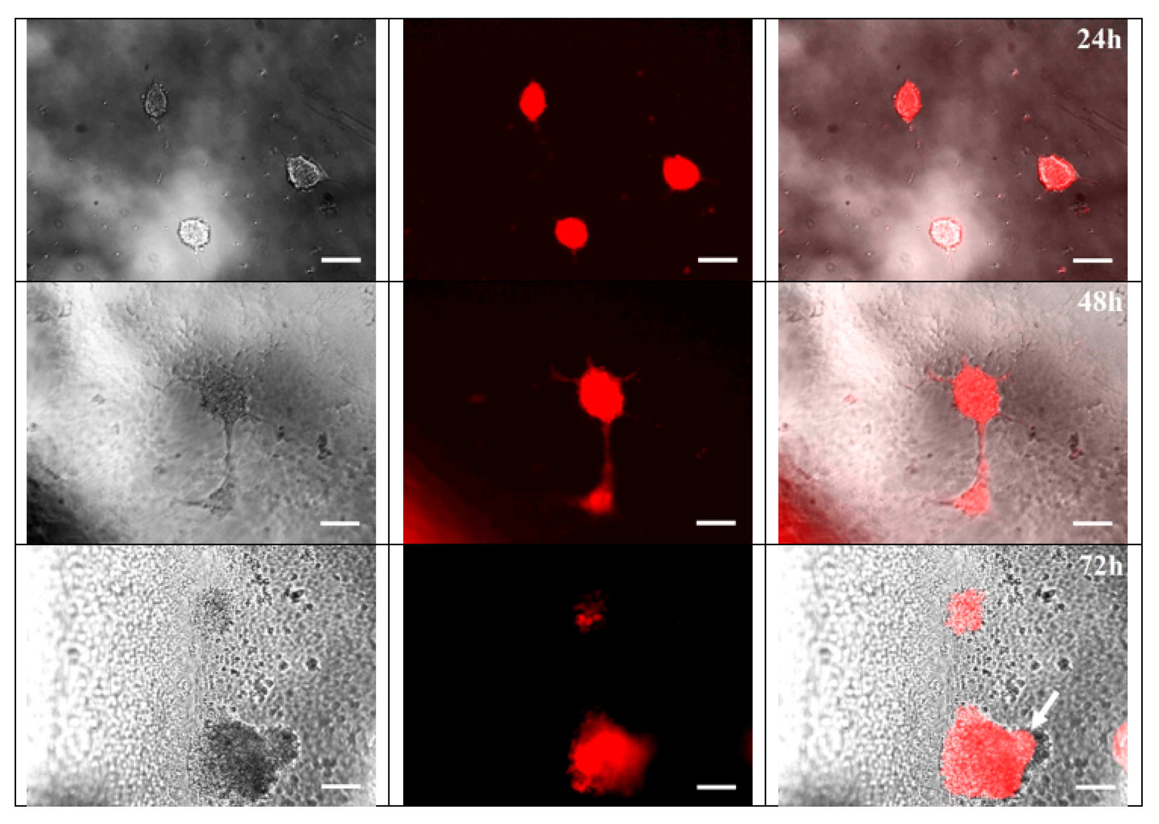 Nanomaterials 11 01154 g011 Nanomaterials 11 01154 g011