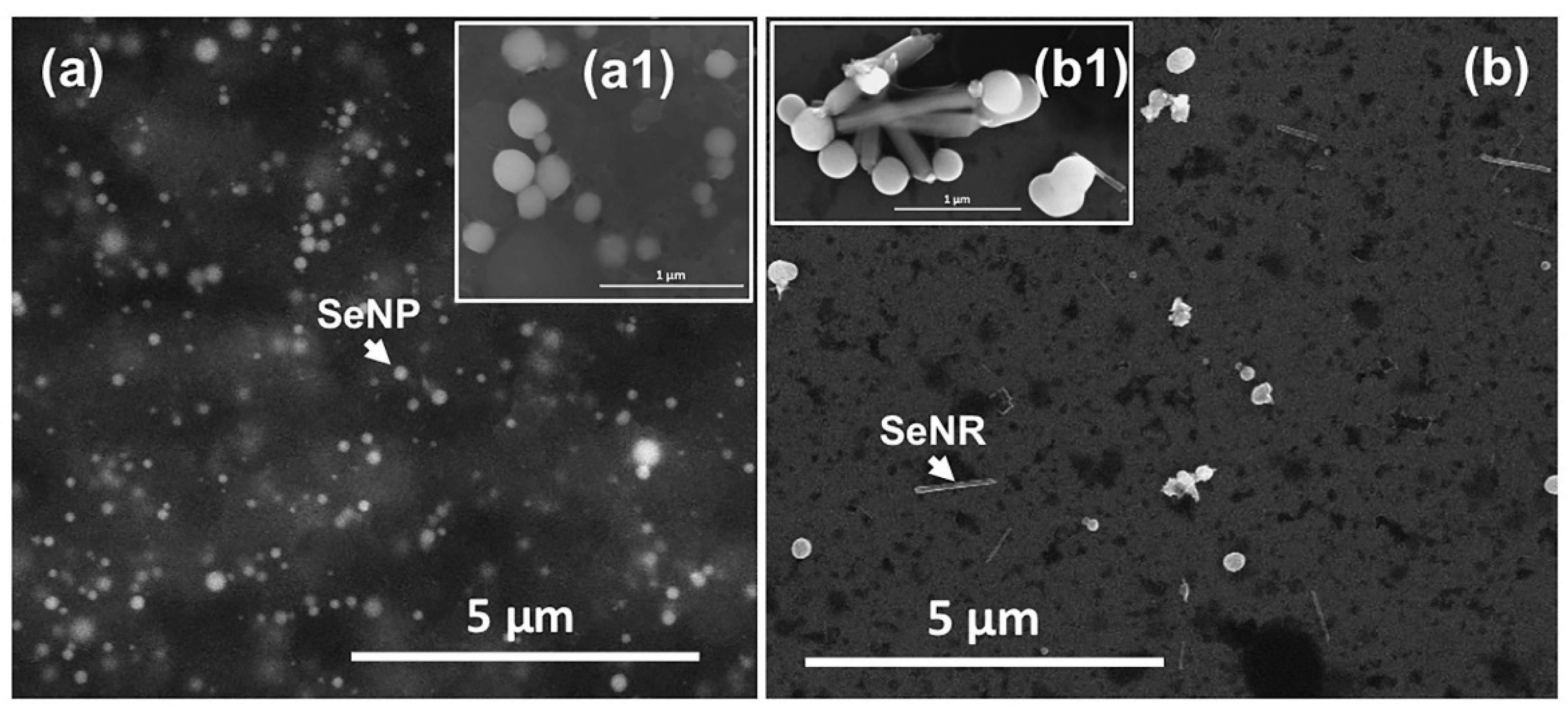 Nanomaterials 11 01195 g002 Nanomaterials 11 01195 g002