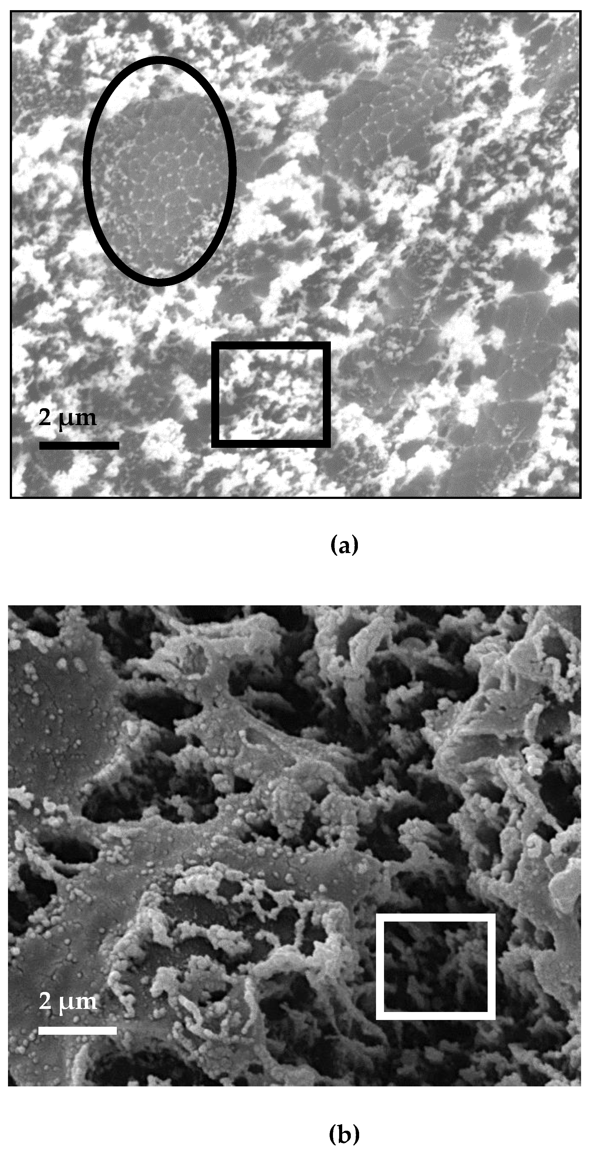 Nanomaterials 11 01213 g008 550