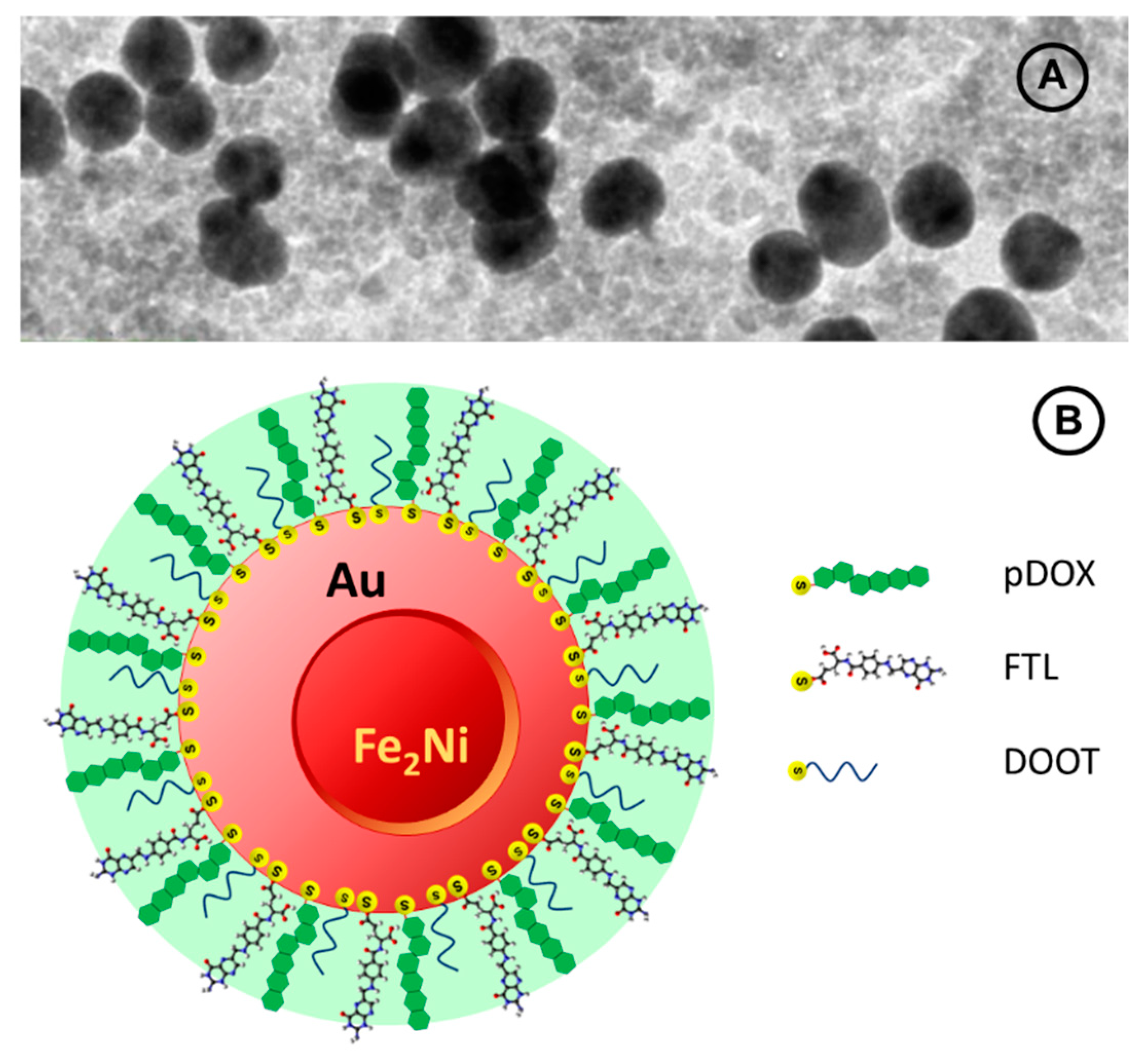 Nanomaterials | Free Full-Text | Magneto-Plasmonic Nanoparticle Grid  Biosensor with Enhanced Raman Scattering and Electrochemical Transduction  for the Development of Nanocarriers for Targeted Delivery of Protected  Anticancer Drugs | HTML