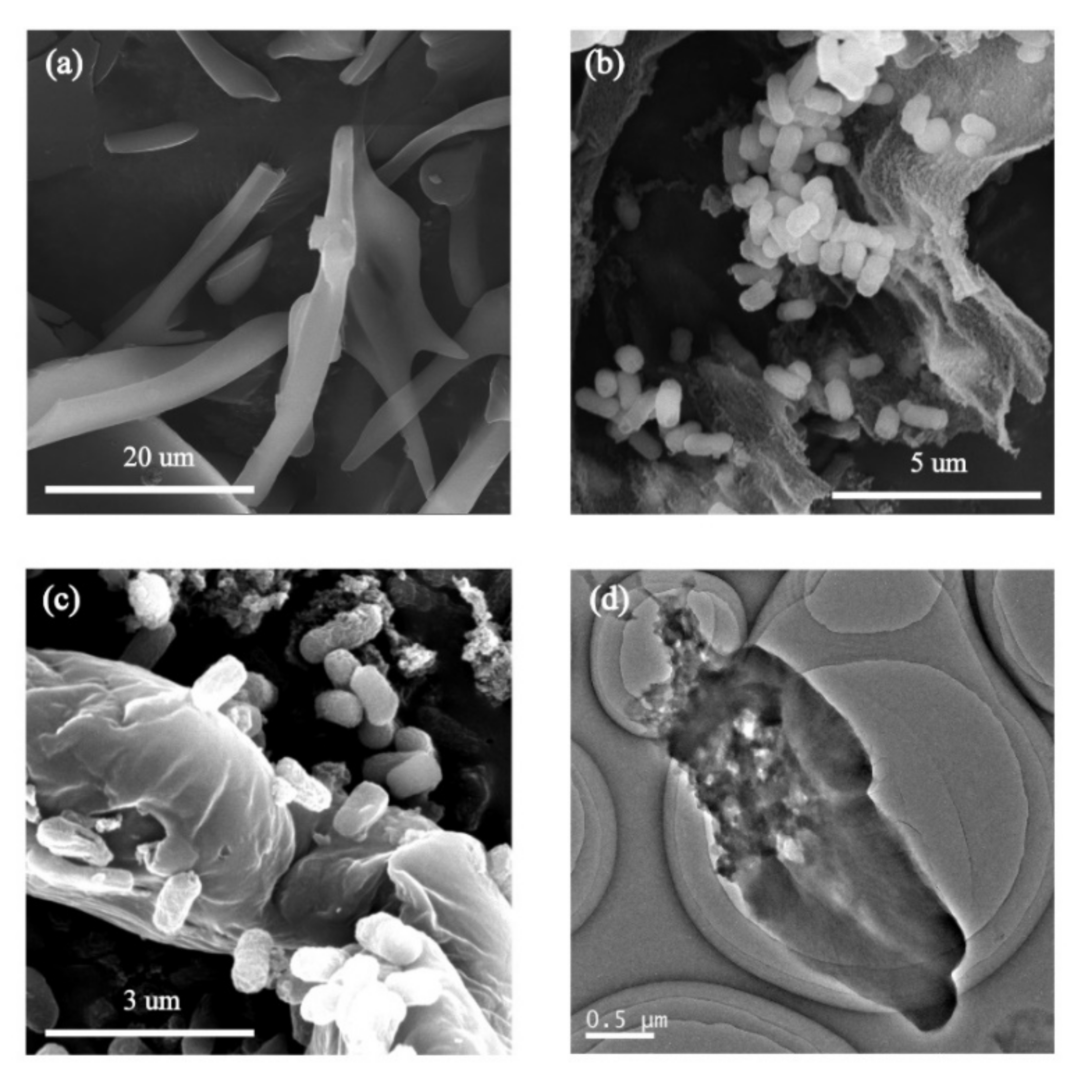 Nanomaterials 11 01339 g008