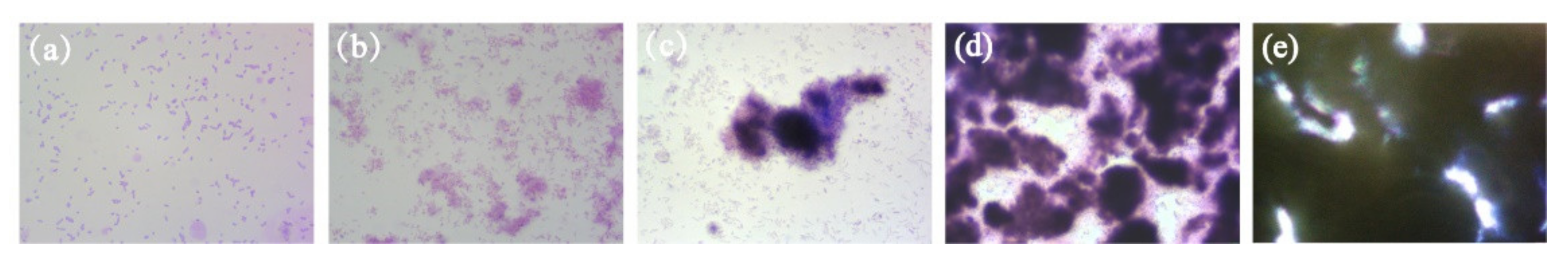 Nanomaterials 11 01339 g009