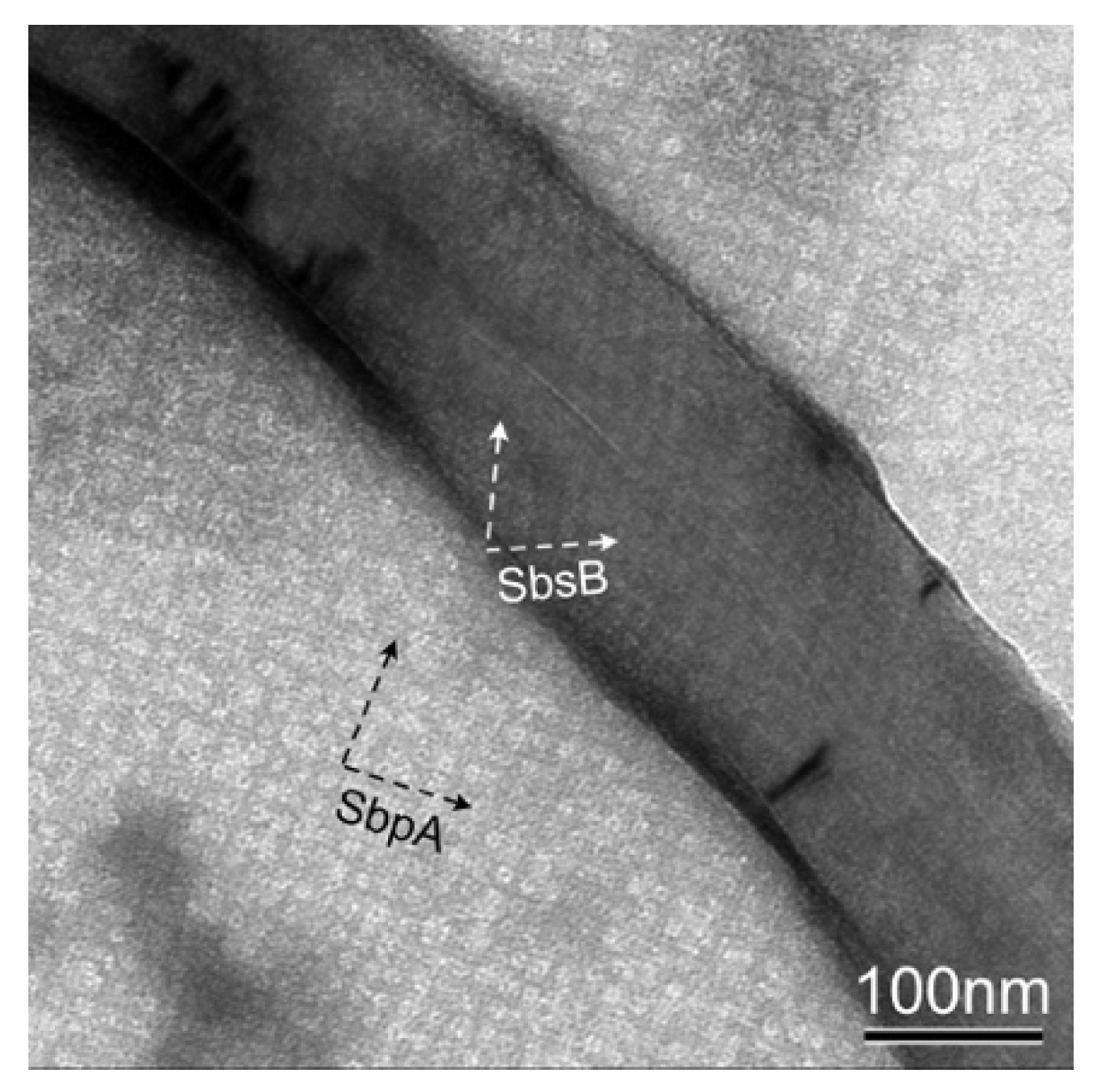 Nanomaterials 11 01346 g003 Nanomaterials 11 01346 g003