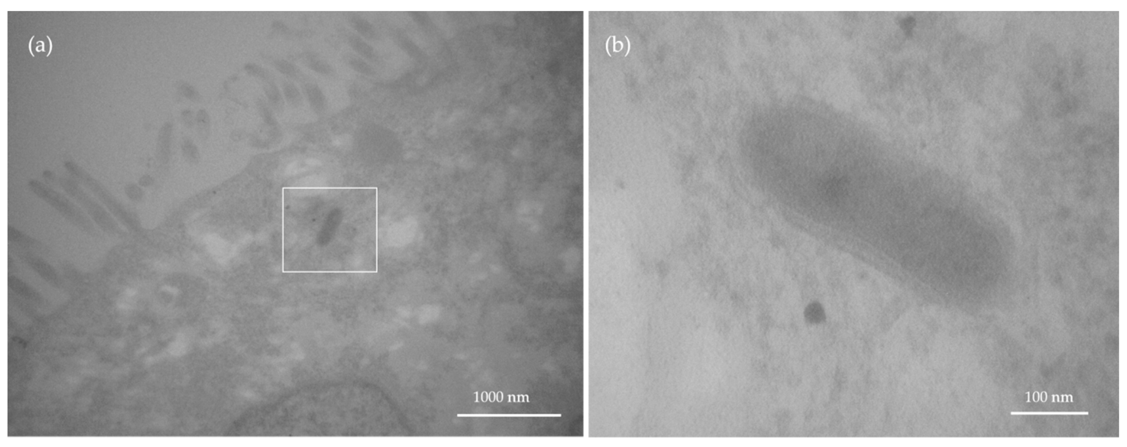 Nanomaterials 11 01358 g006