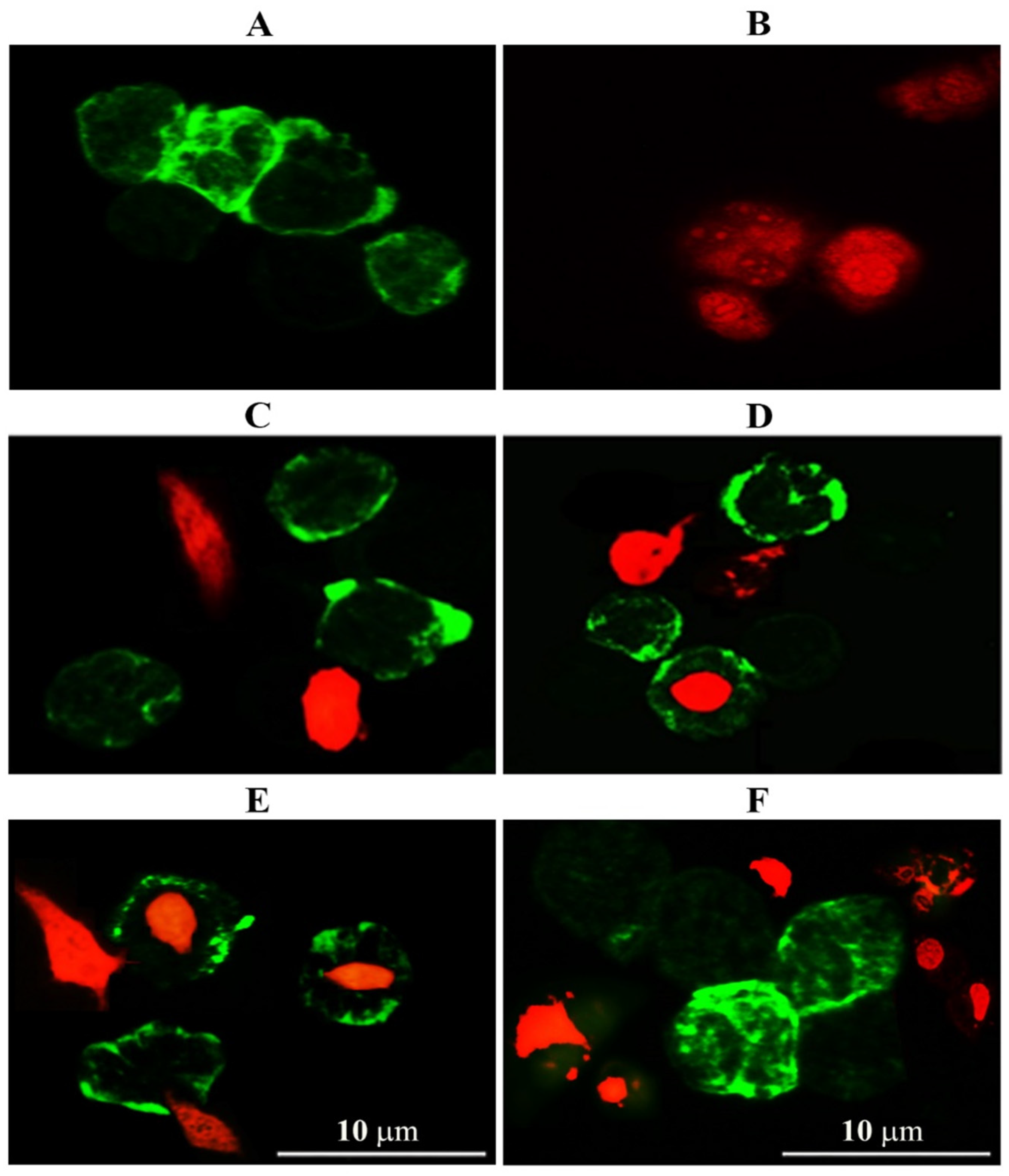 Nanomaterials 11 01382 g003
