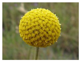 Nanomaterials 11 01460 i001