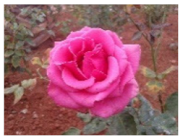 Nanomaterials 11 01460 i005