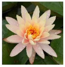 Nanomaterials 11 01460 i009