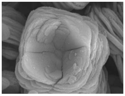 Nanomaterials 11 01460 i023