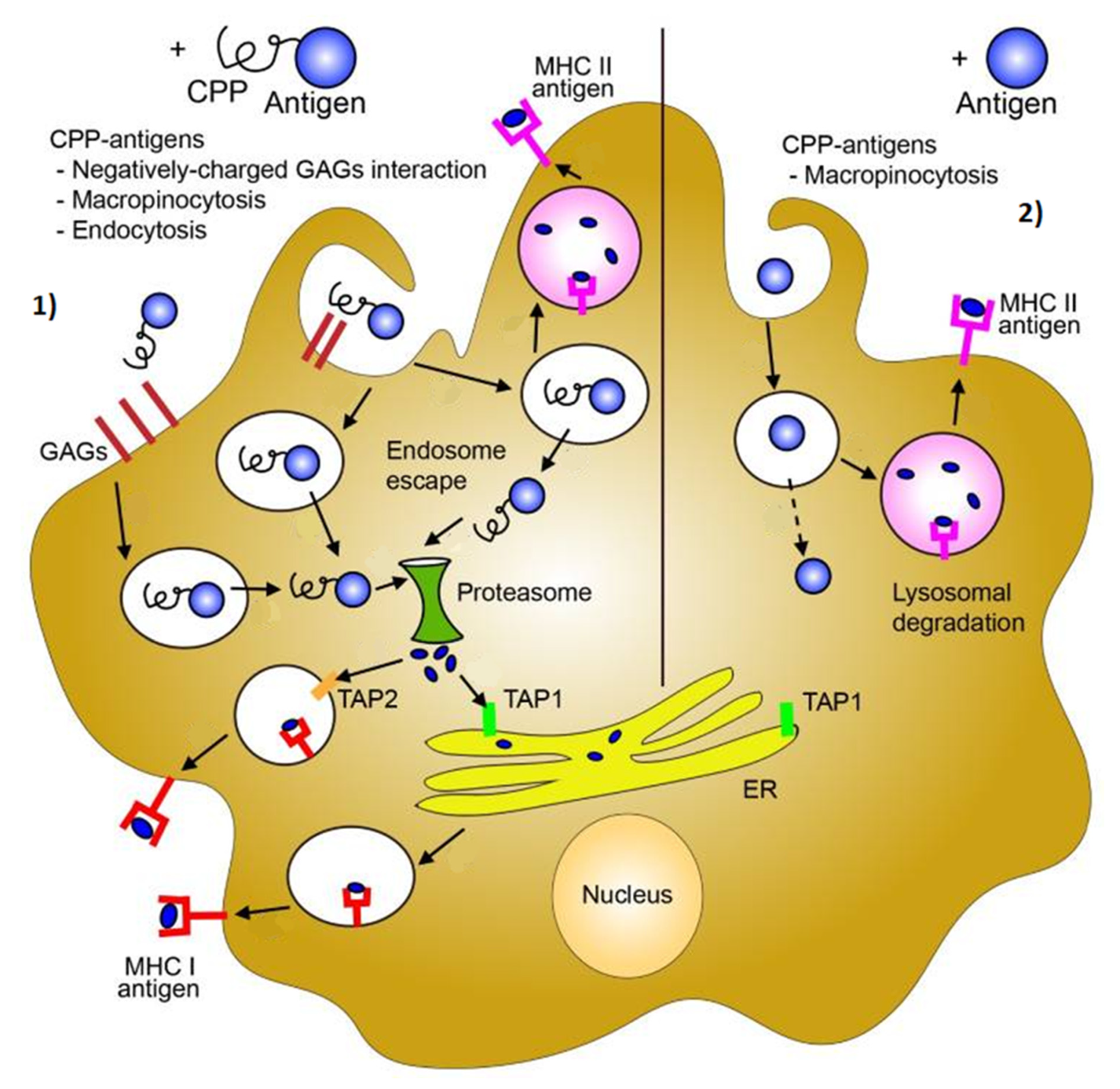 Nanomaterials 11 01508 g007