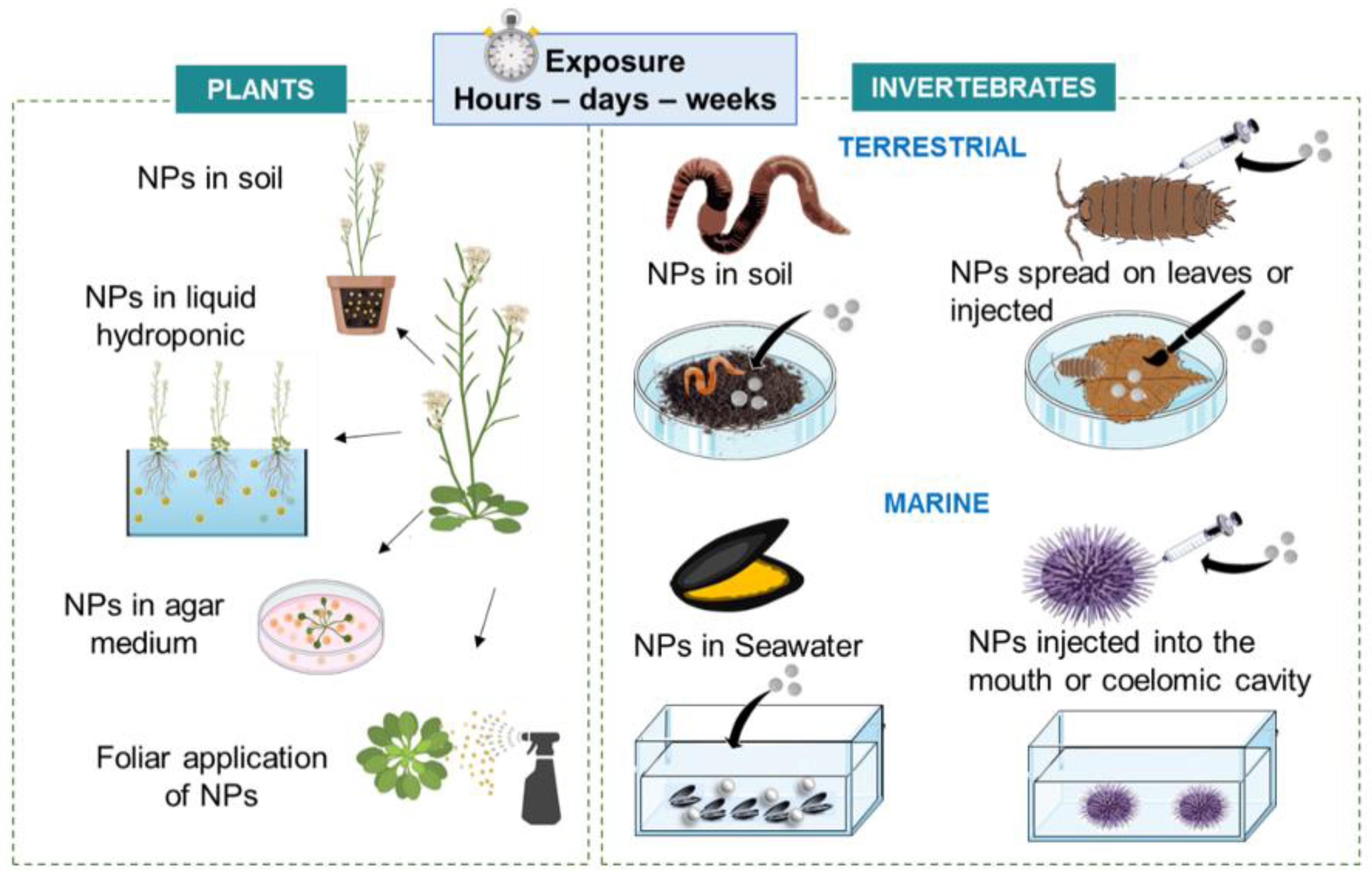 Nanomaterials 11 01528 g006 Nanomaterials 11 01528 g006
