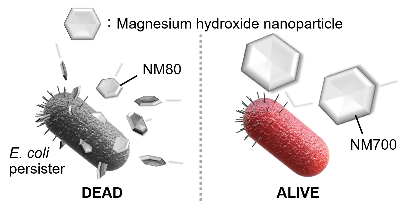 Nanomaterials Free FullText Magnesium Hydroxide Nanoparticles Kill