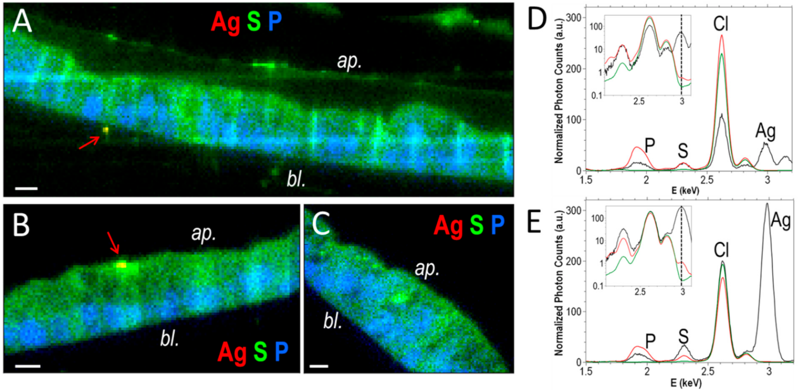 Nanomaterials 11 01587 g005