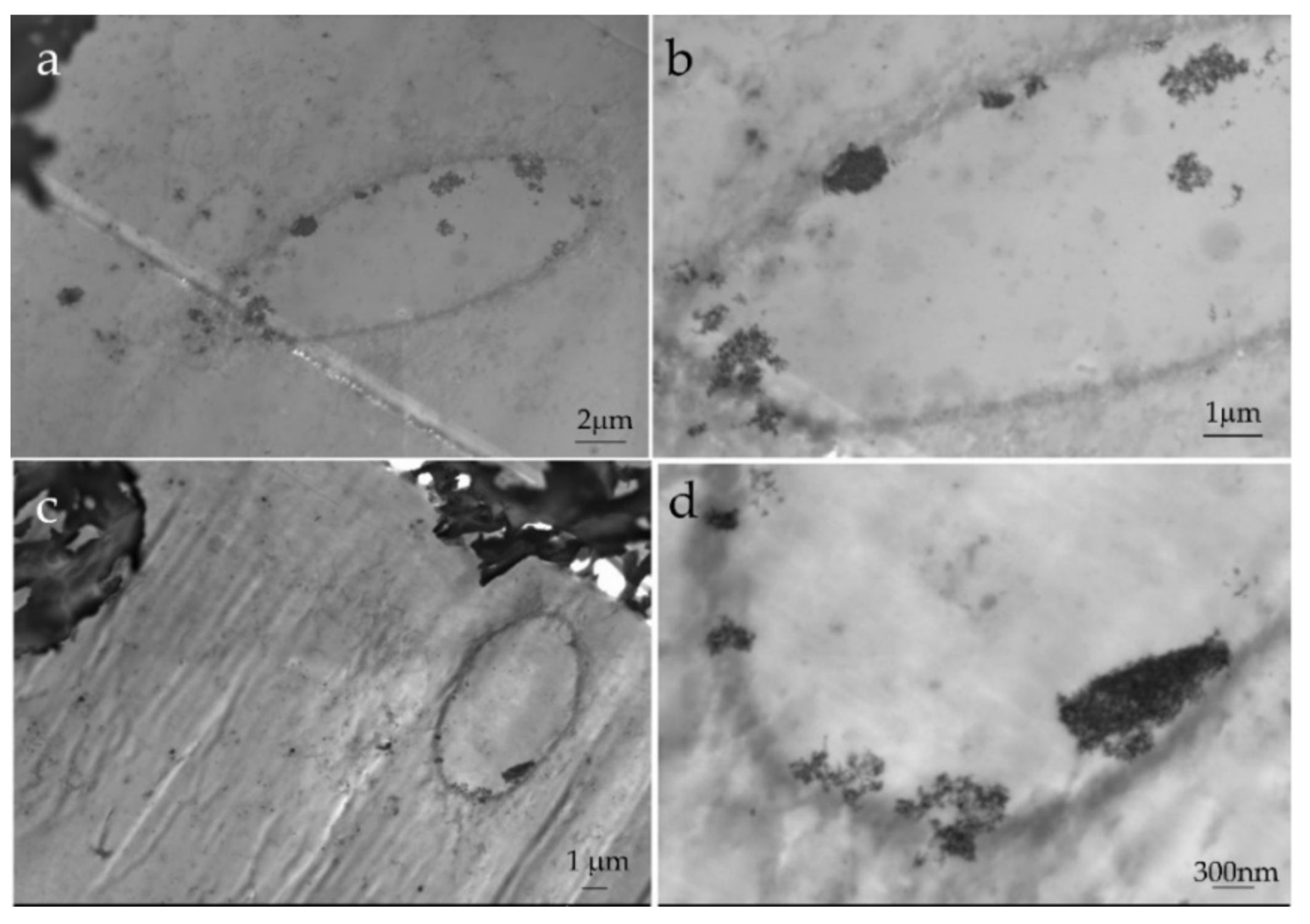 Nanomaterials 11 01591 g004