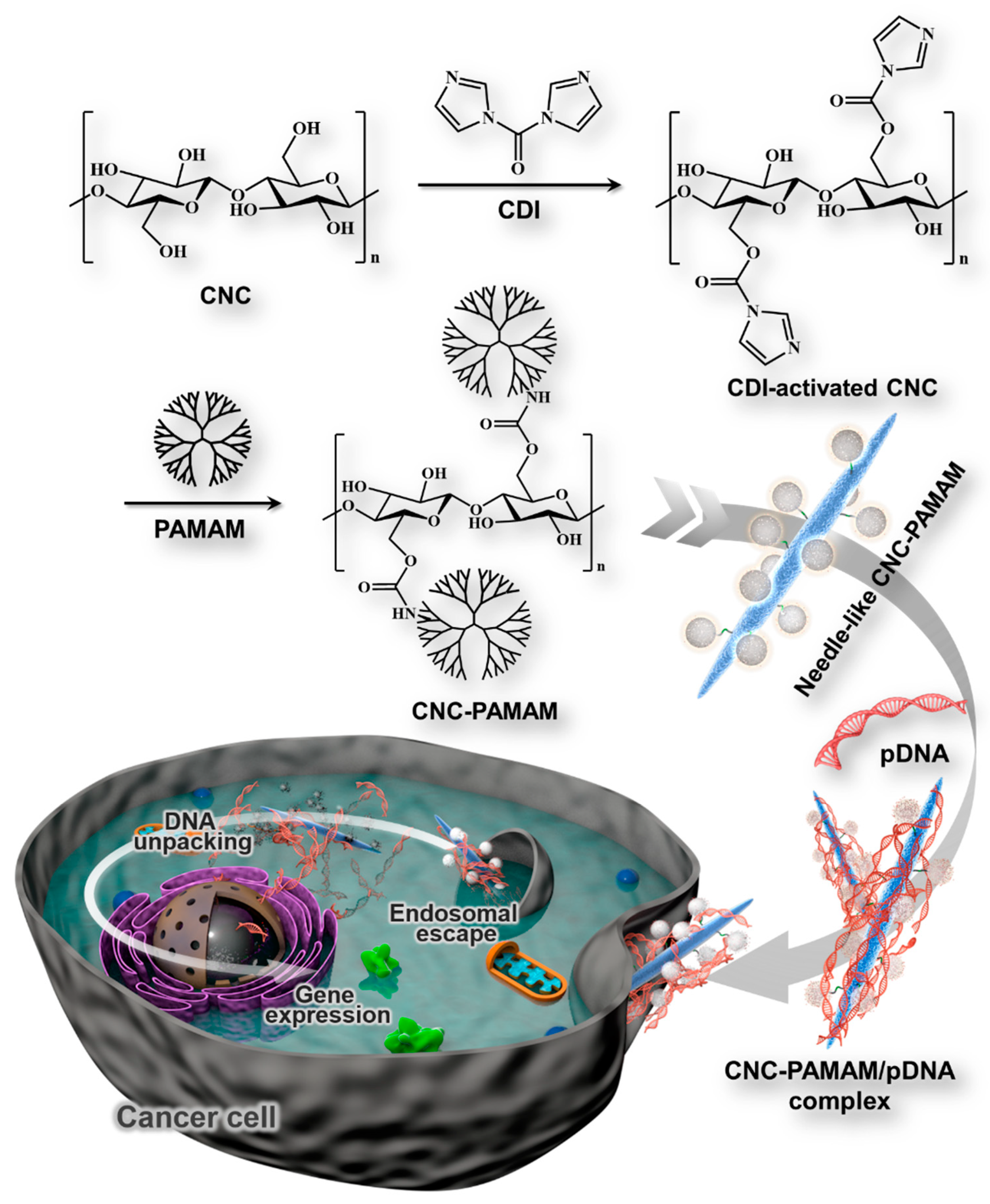 Nanomaterials | Free Full-Text | PAMAM-Functionalized Cellulose Nanocrystals with Needle-Like Morphology for Effective Cancer Treatment Nanomaterials | Free Full-Text | PAMAM-Functionalized Cellulose Nanocrystals with Needle-Like Morphology for Effective Cancer Treatment