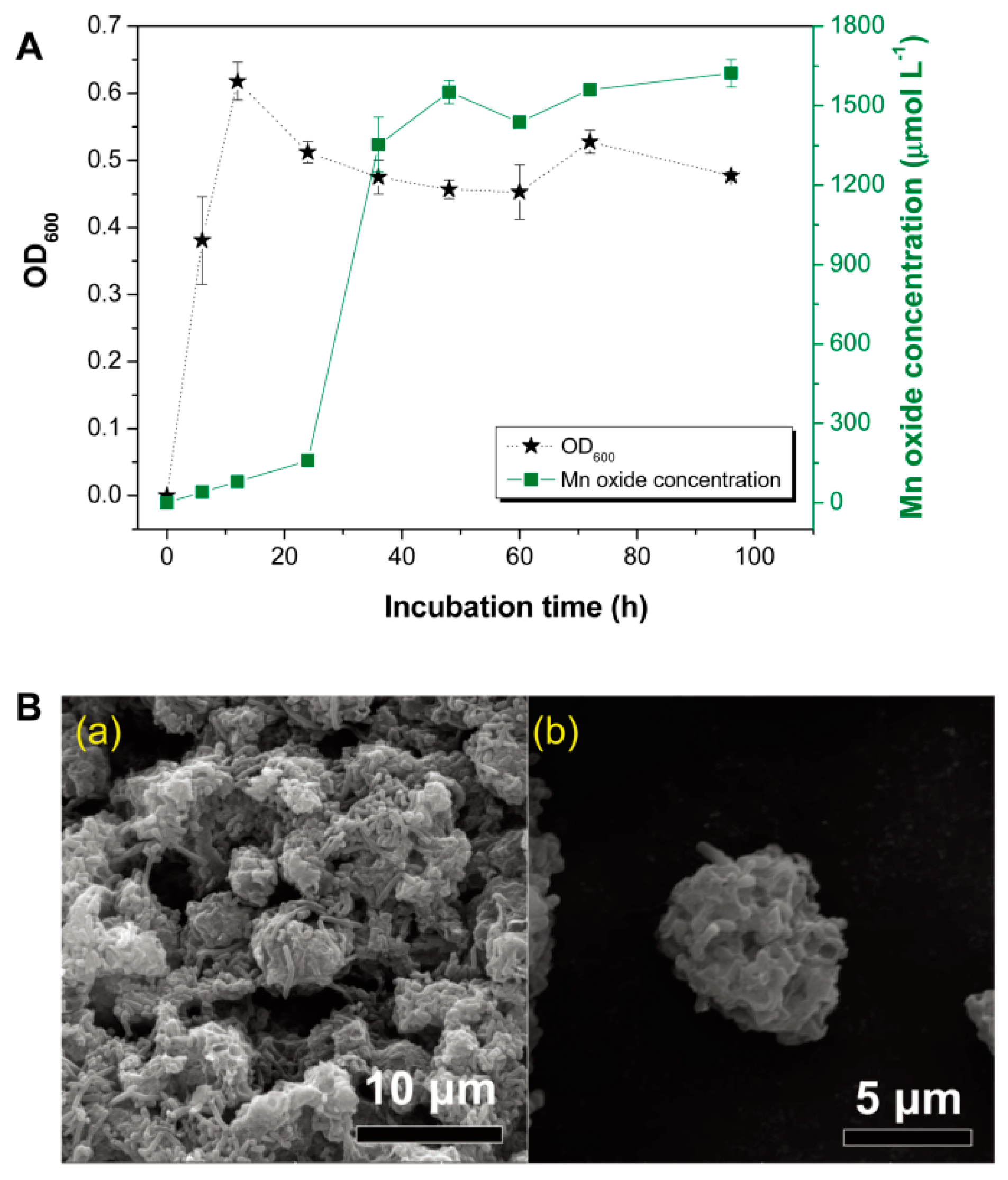 Nanomaterials 11 01660 g001