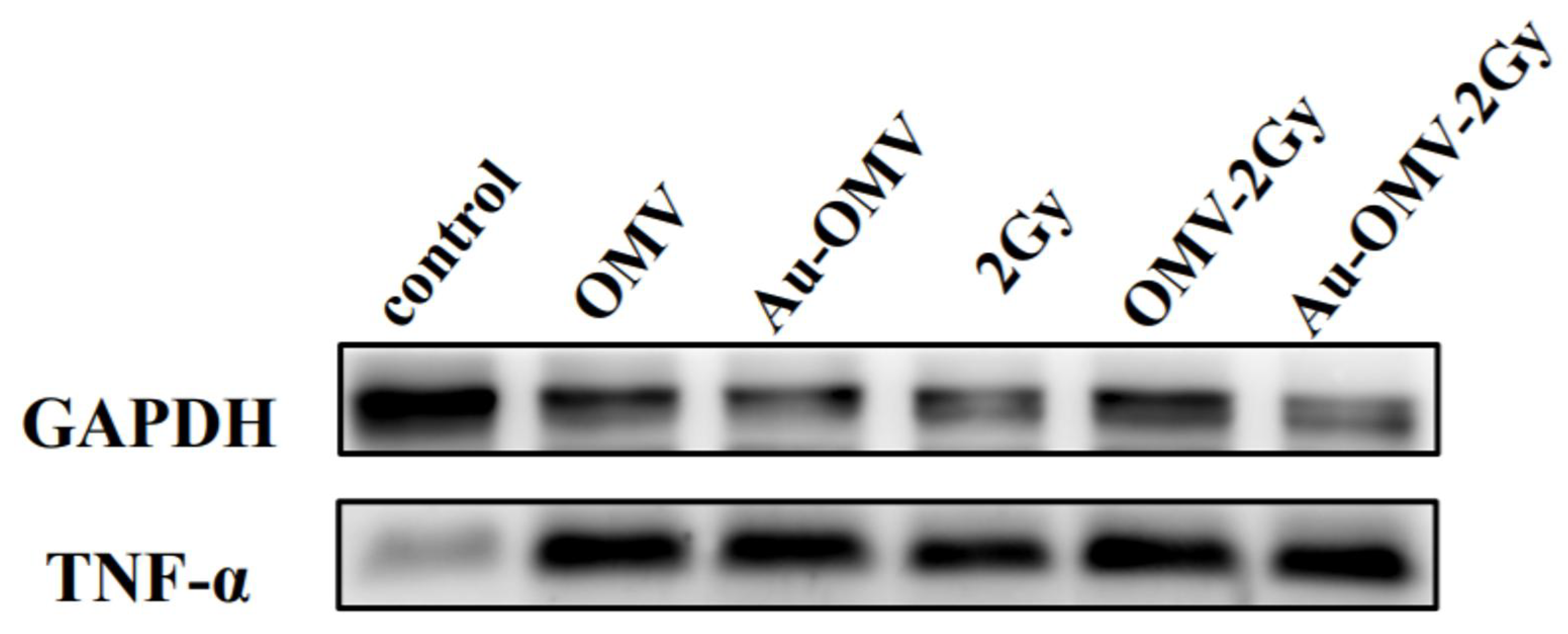 Nanomaterials 11 01661 g007 550