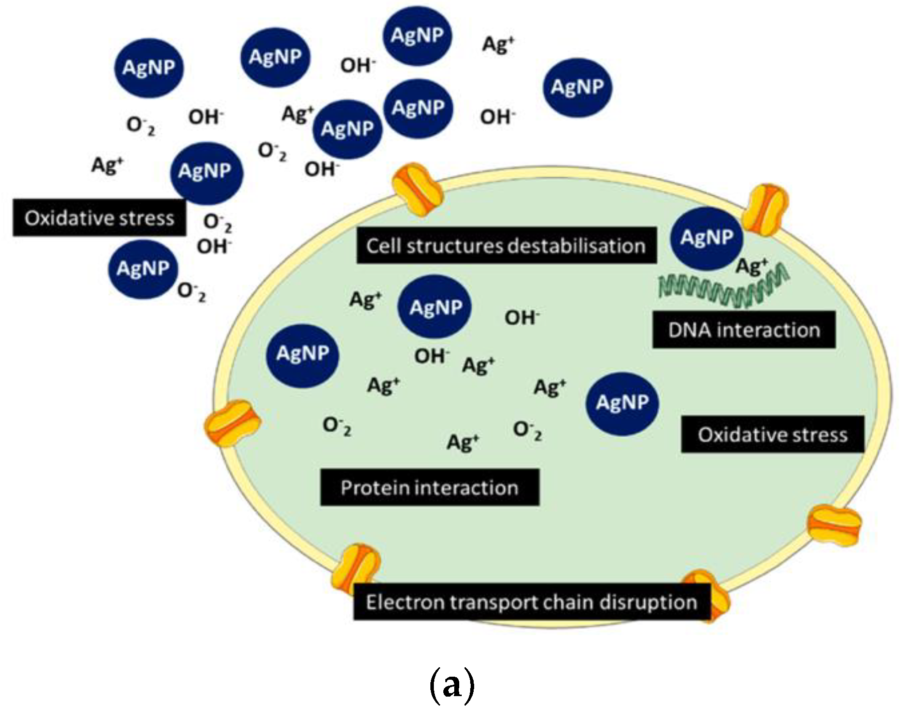 Nanomaterials 11 01687 g003a