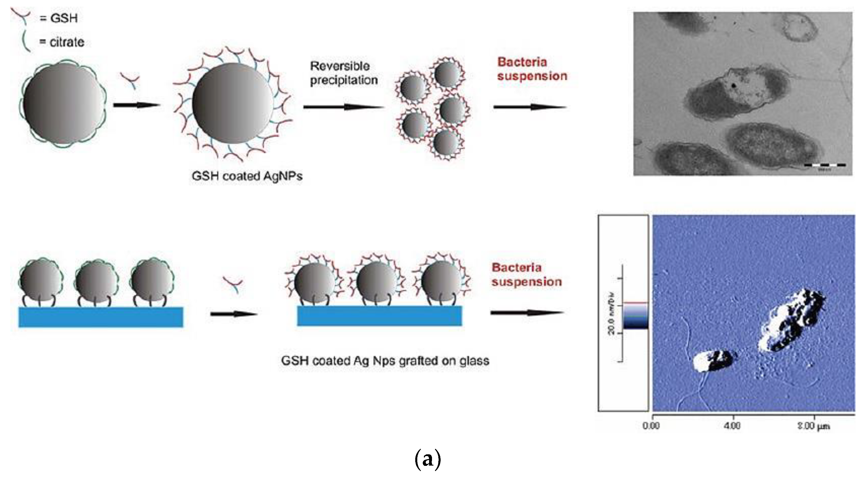 Nanomaterials 11 01687 g006a