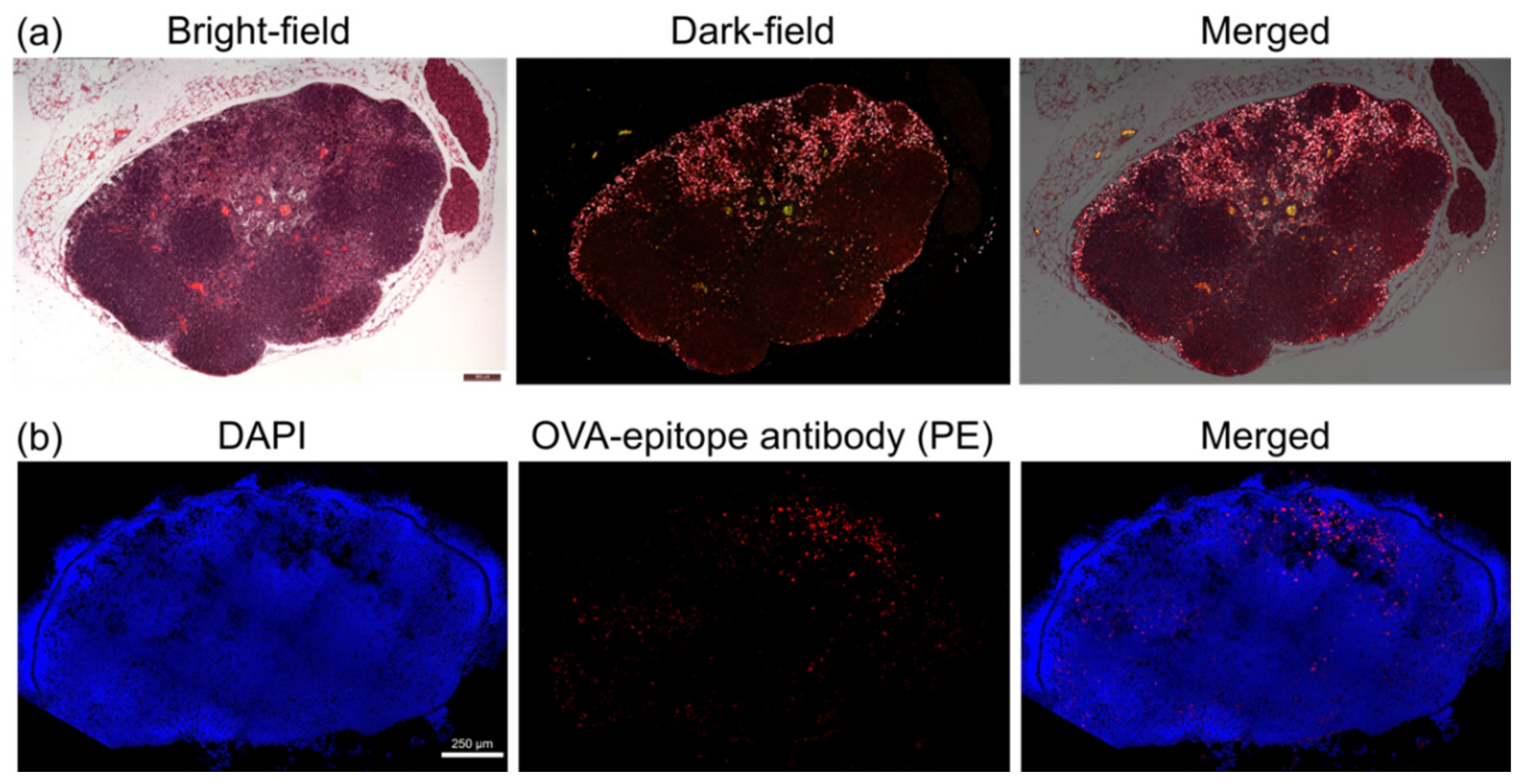 Nanomaterials 11 01700 g006 550