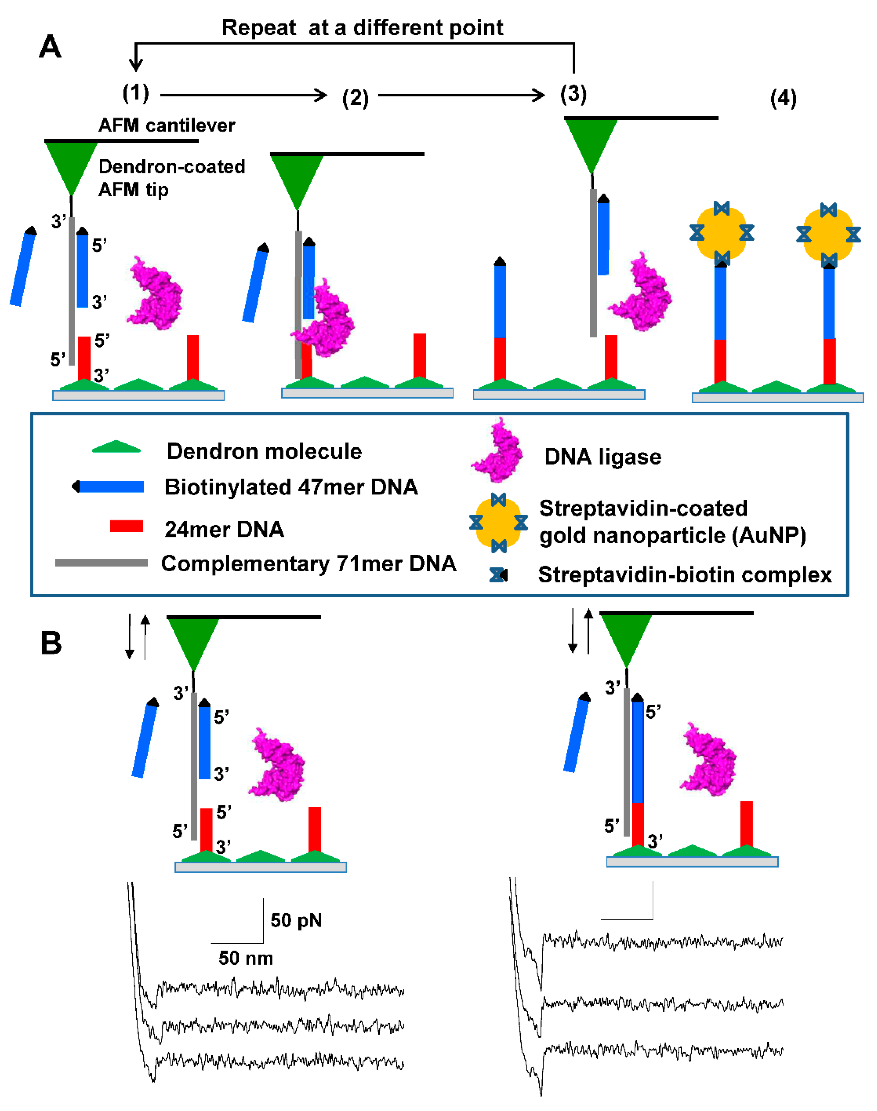 Nanomaterials 11 01725 g001 550