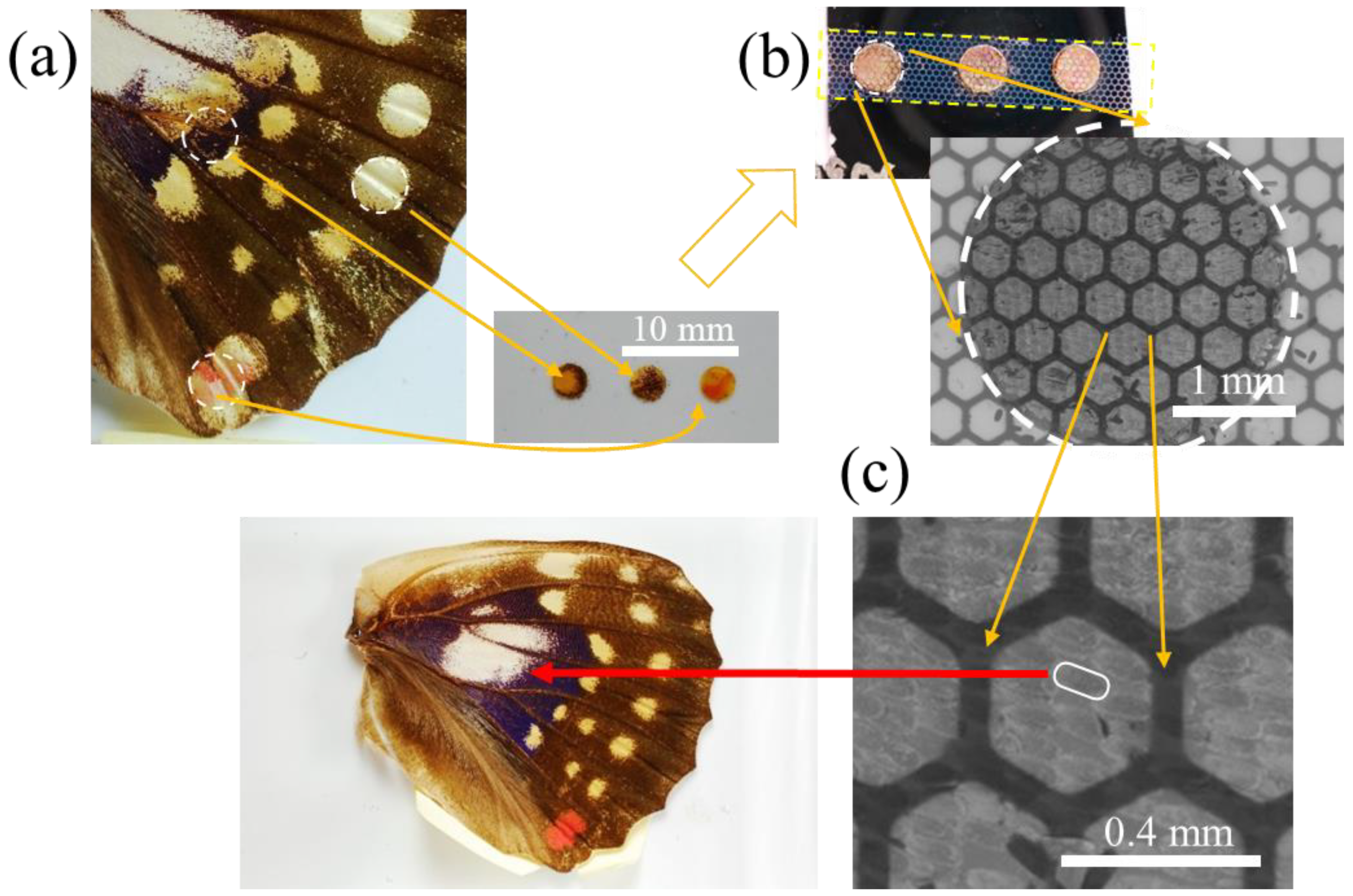 Nanomaterials 11 01741 g001