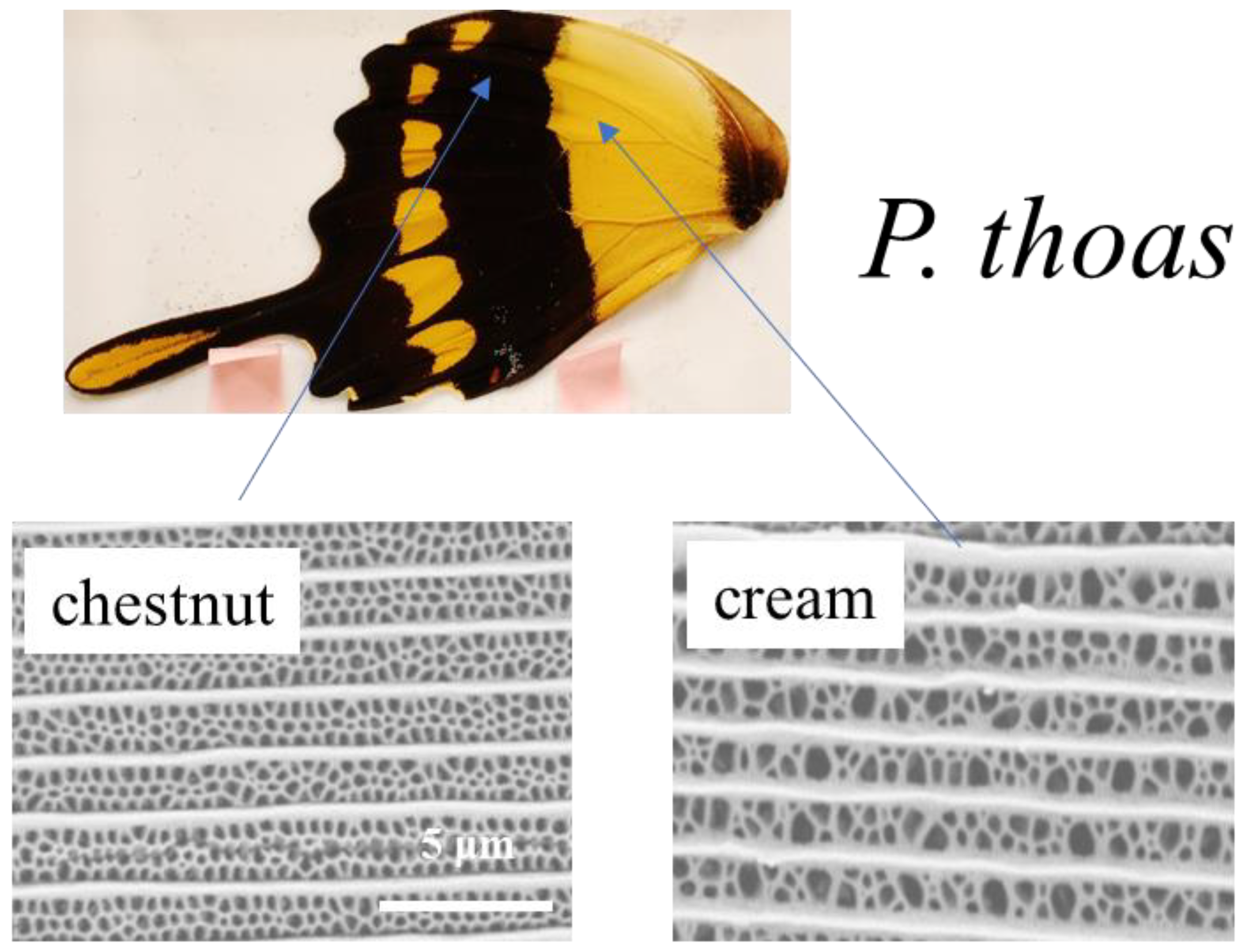 Nanomaterials 11 01741 g0a1