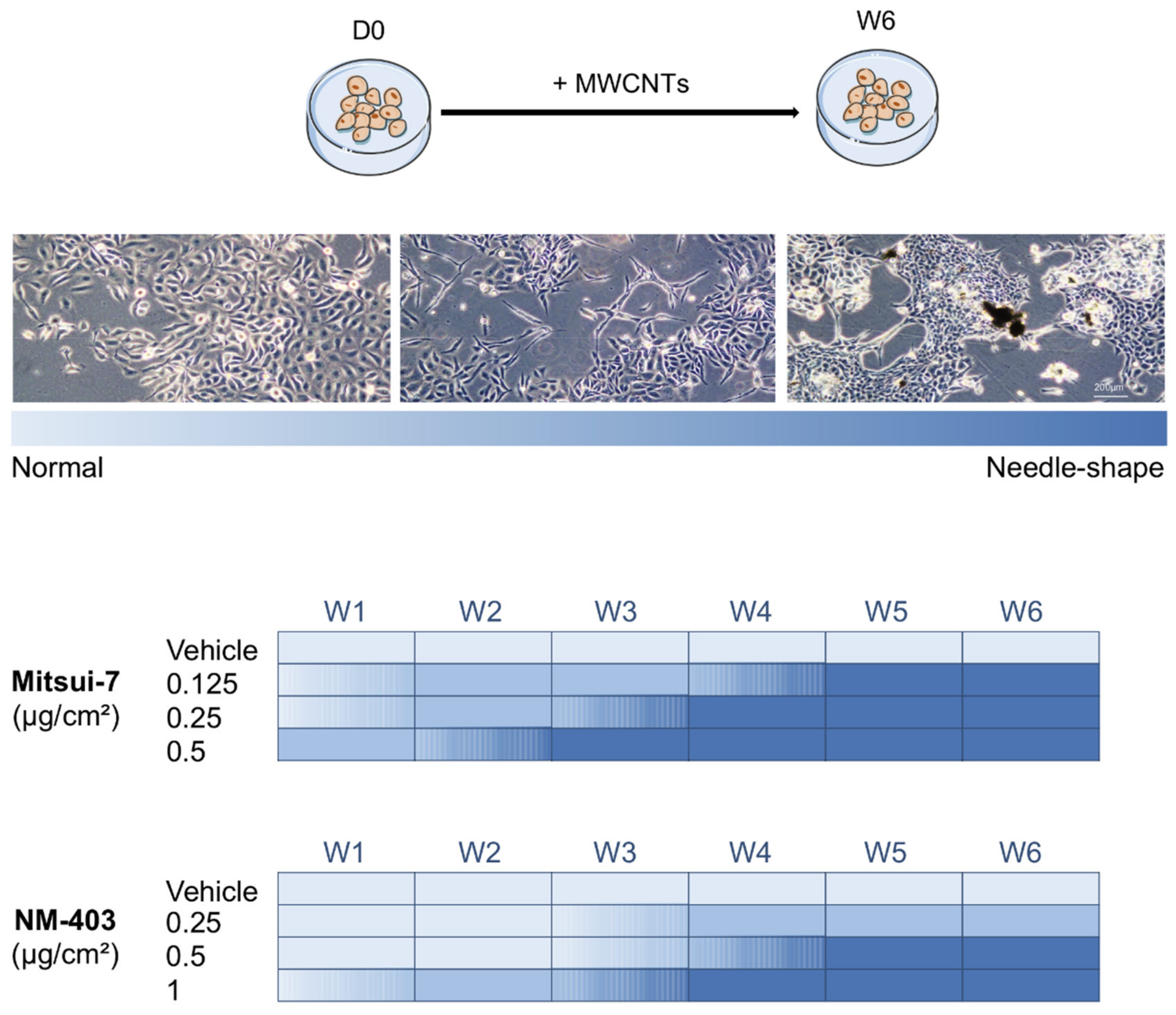 Nanomaterials 11 01742 g005