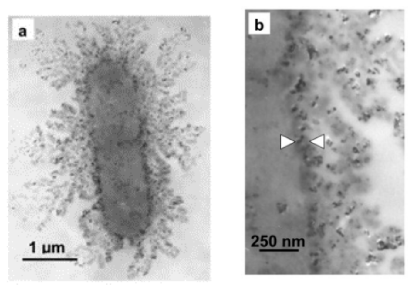 Nanomaterials 11 01822 g008 550