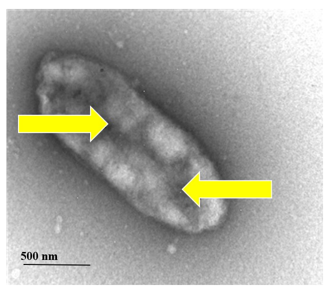 Nanomaterials 11 01868 g009
