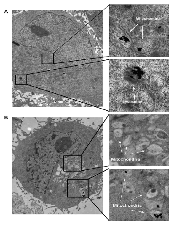 Nanomaterials 11 01868 g020