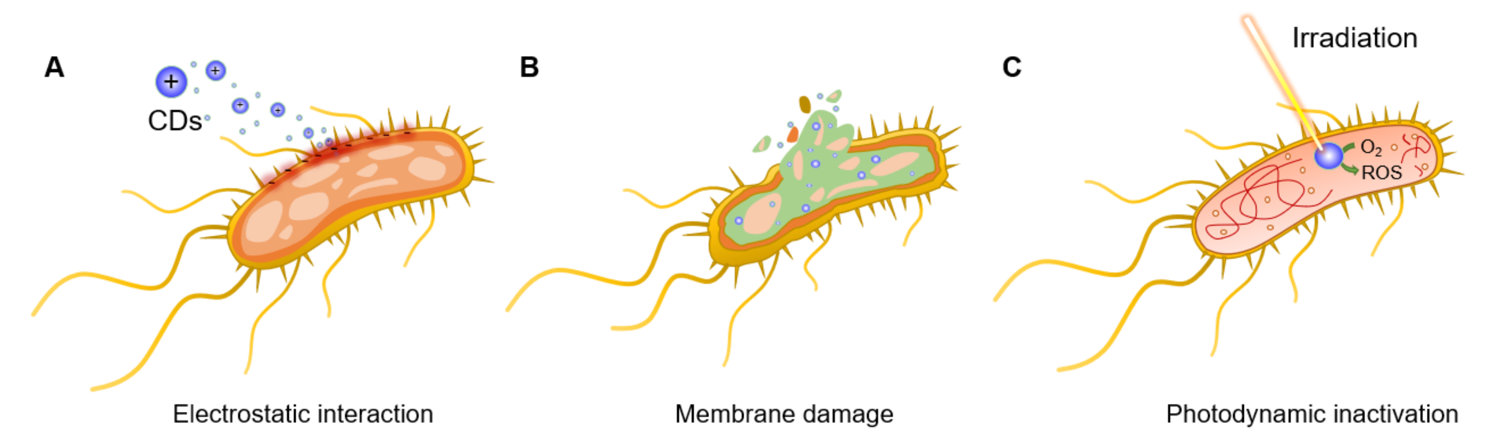 Nanomaterials 11 01877 g002 550