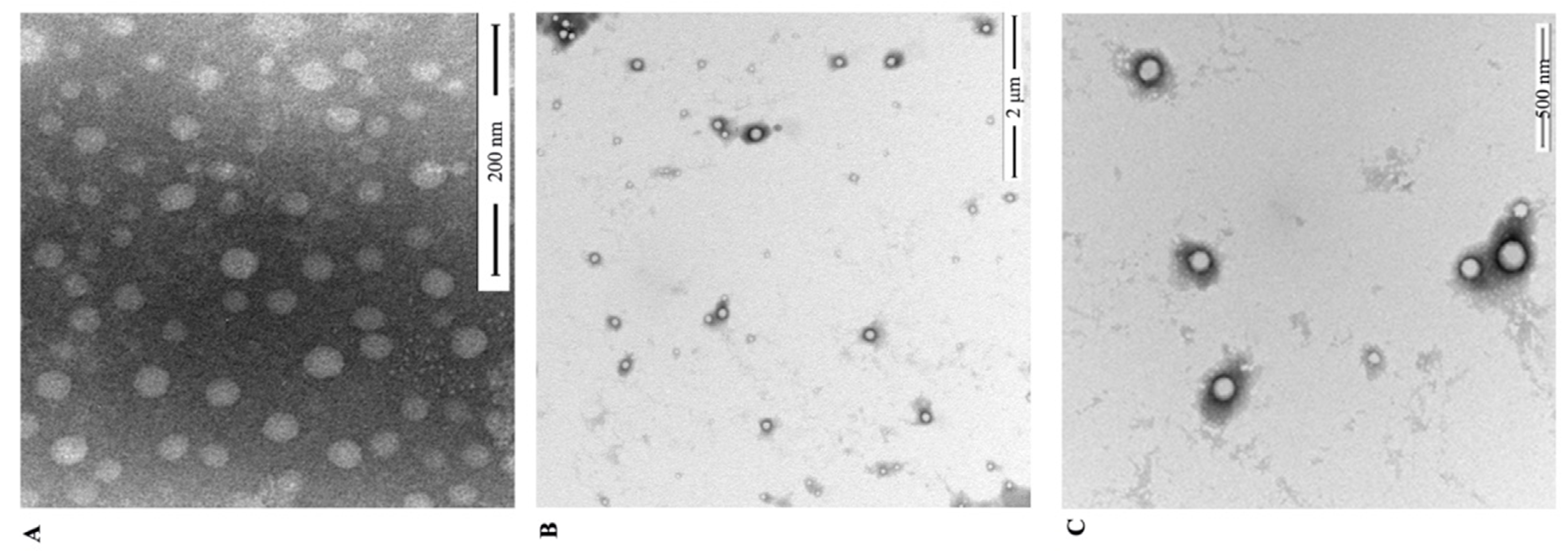 Nanomaterials 11 01884 g002