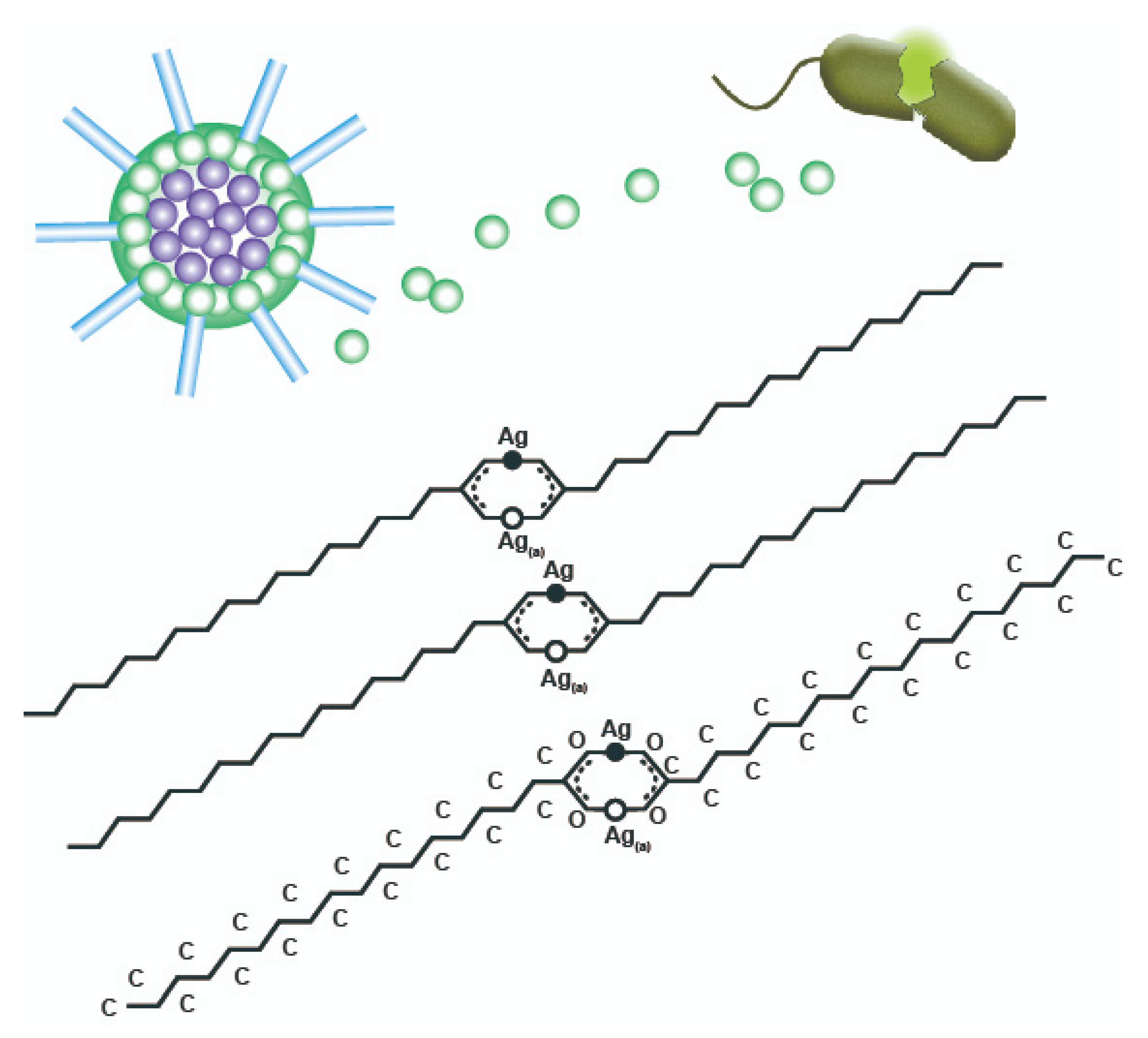 Nanomaterials 11 01885 g005