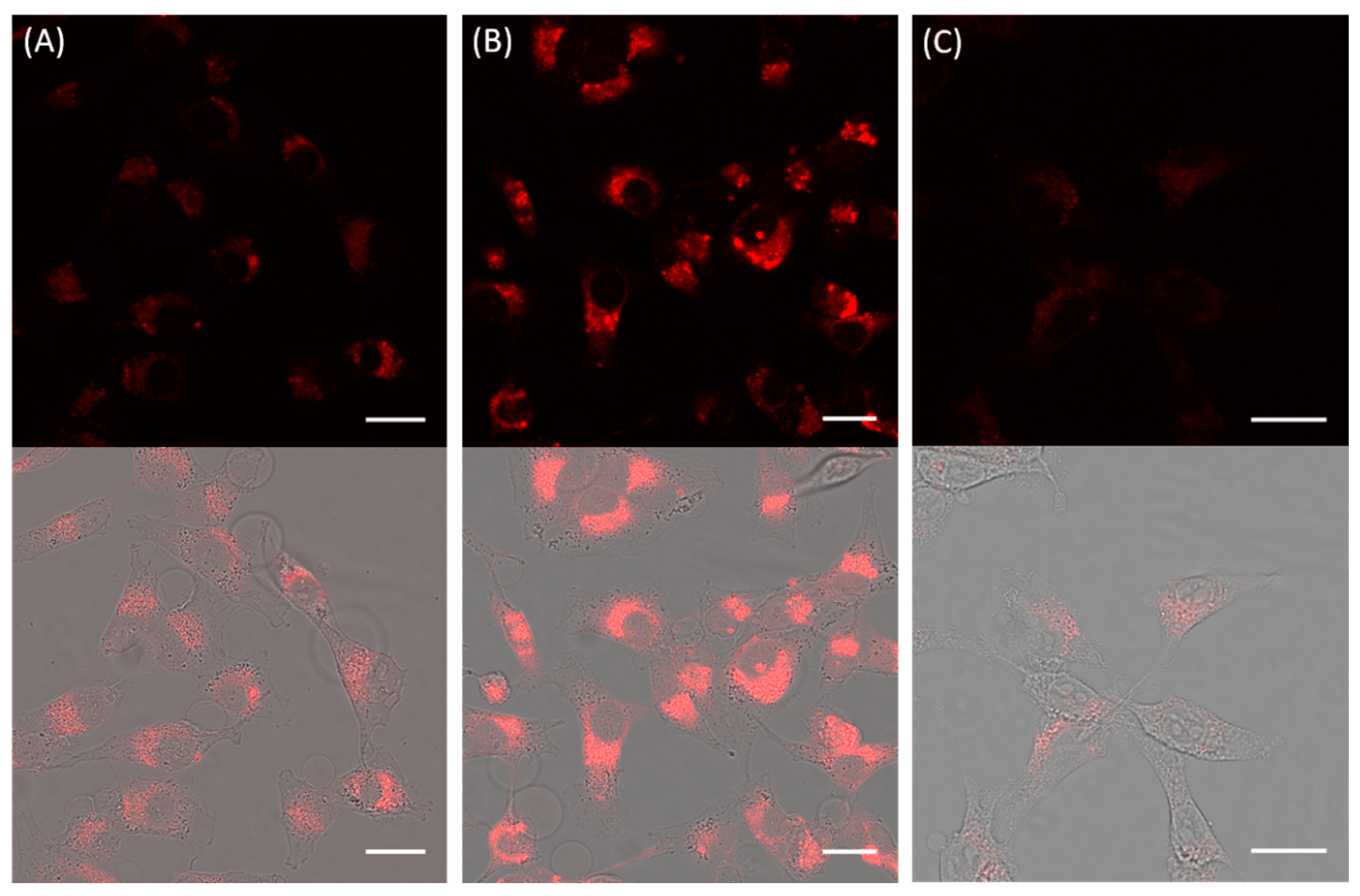 Nanomaterials 11 01906 g003