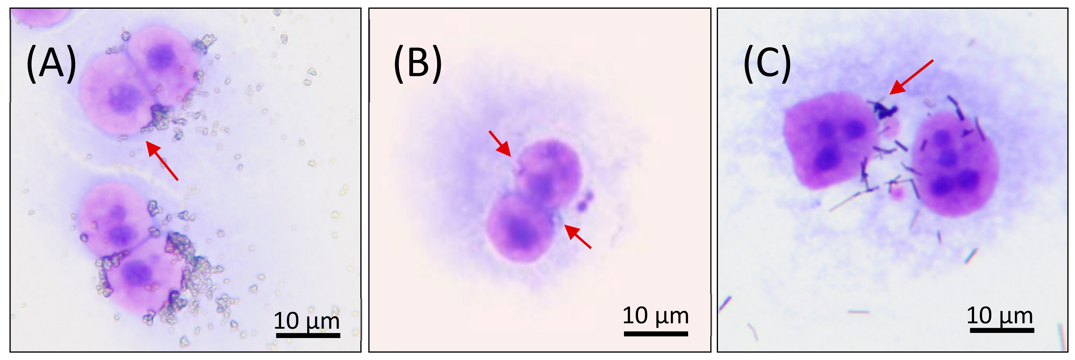 Nanomaterials 11 01929 g002 550