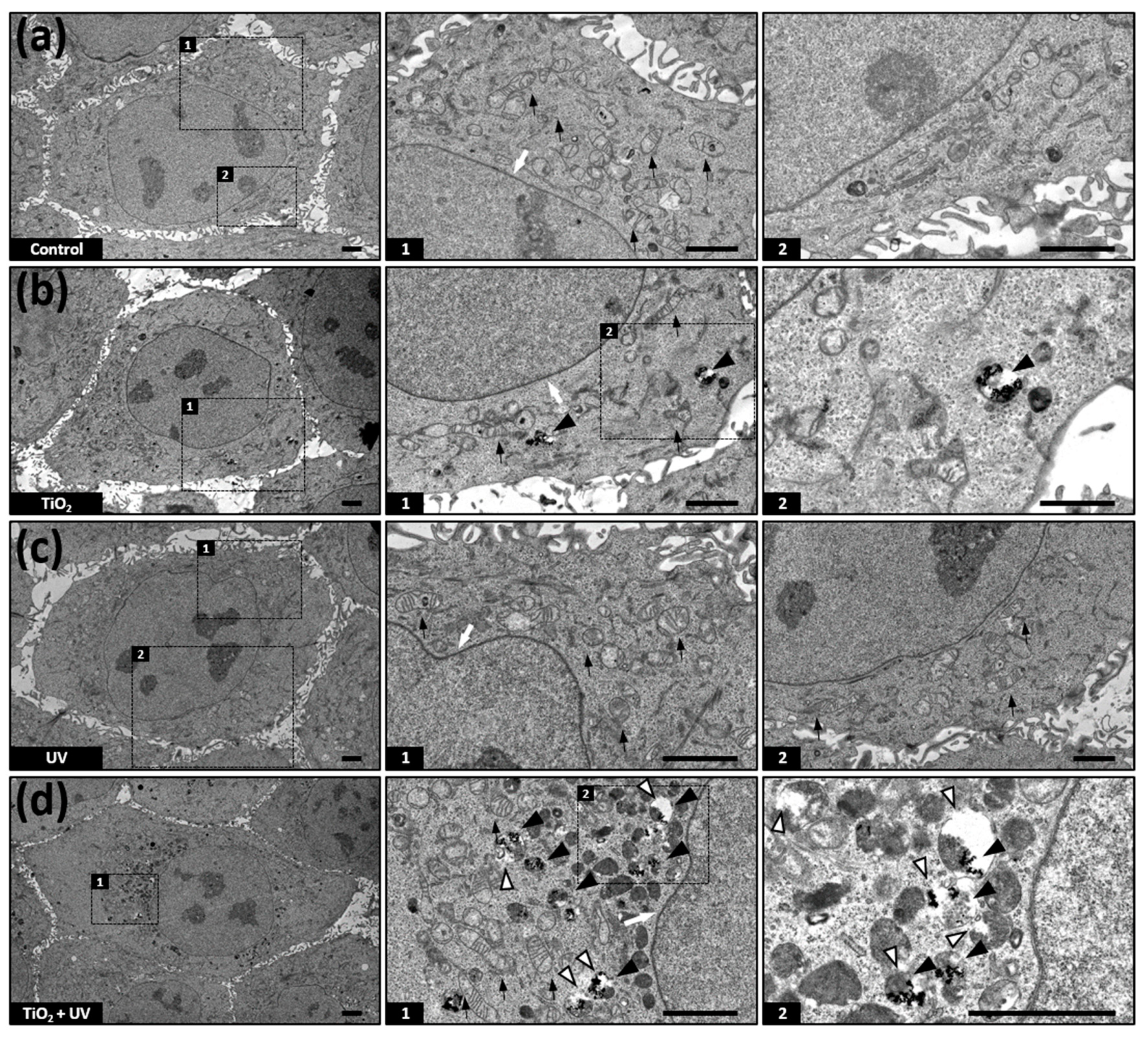 Nanomaterials 11 01943 g005