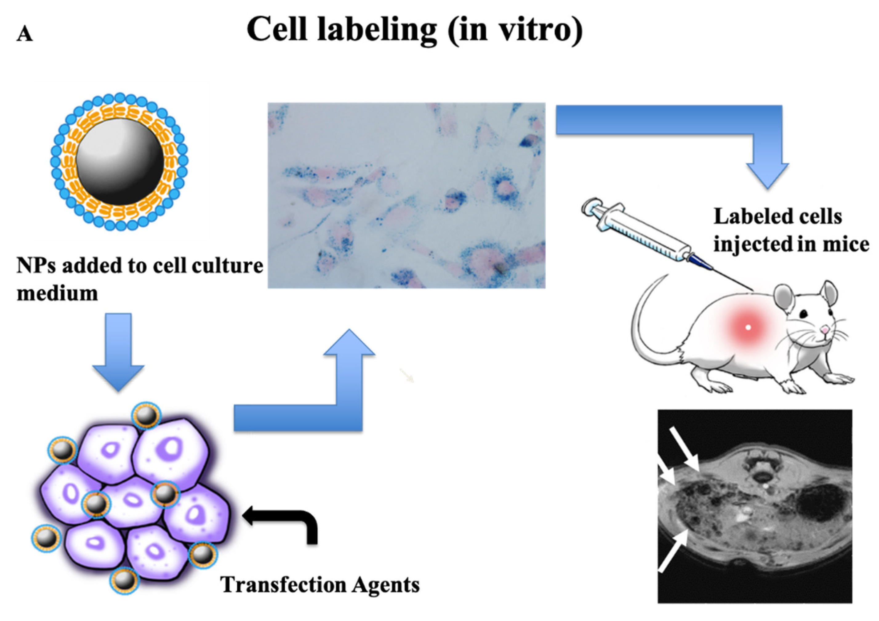 Nanomaterials 11 01950 g001a