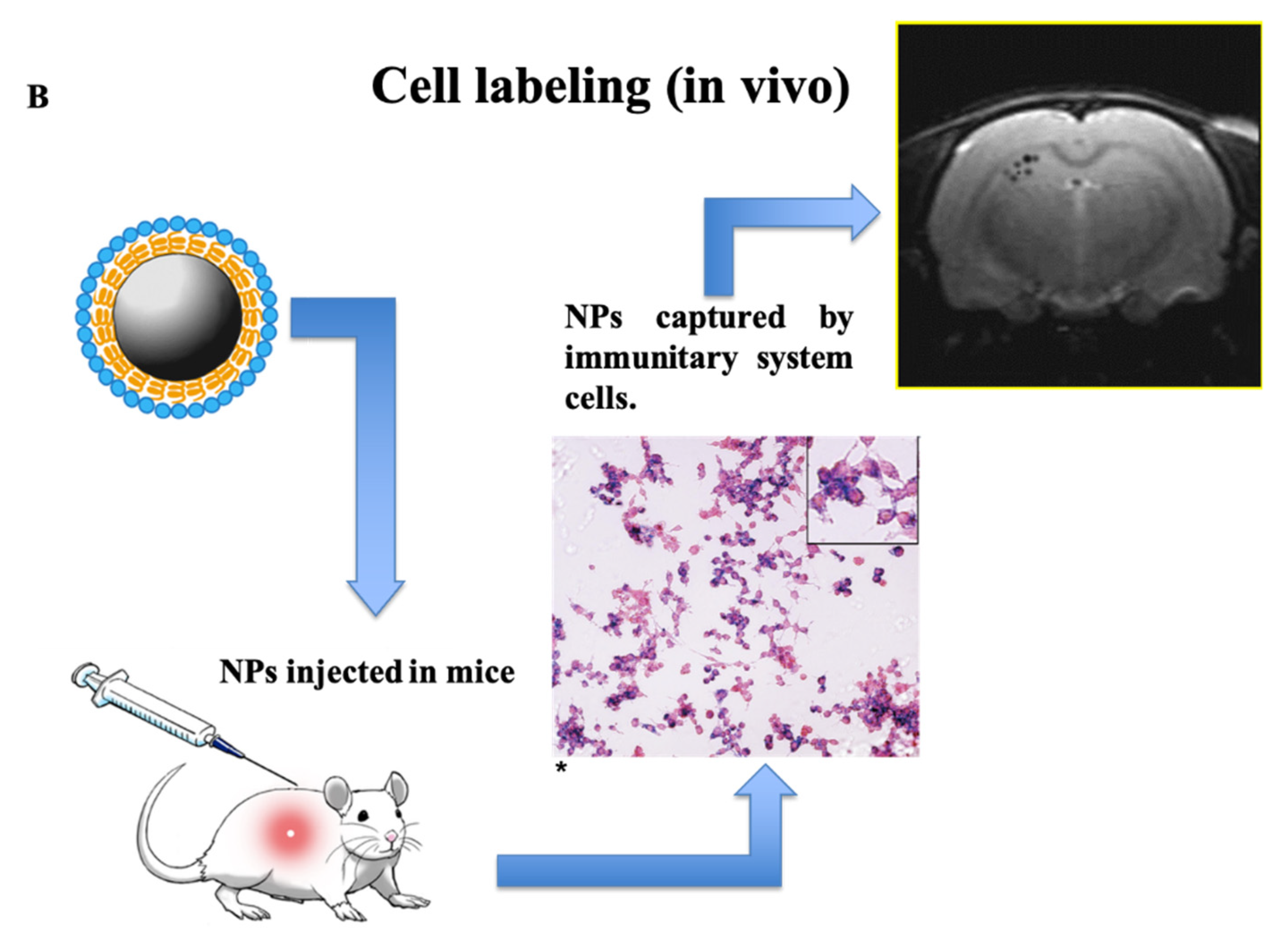 Nanomaterials 11 01950 g001b