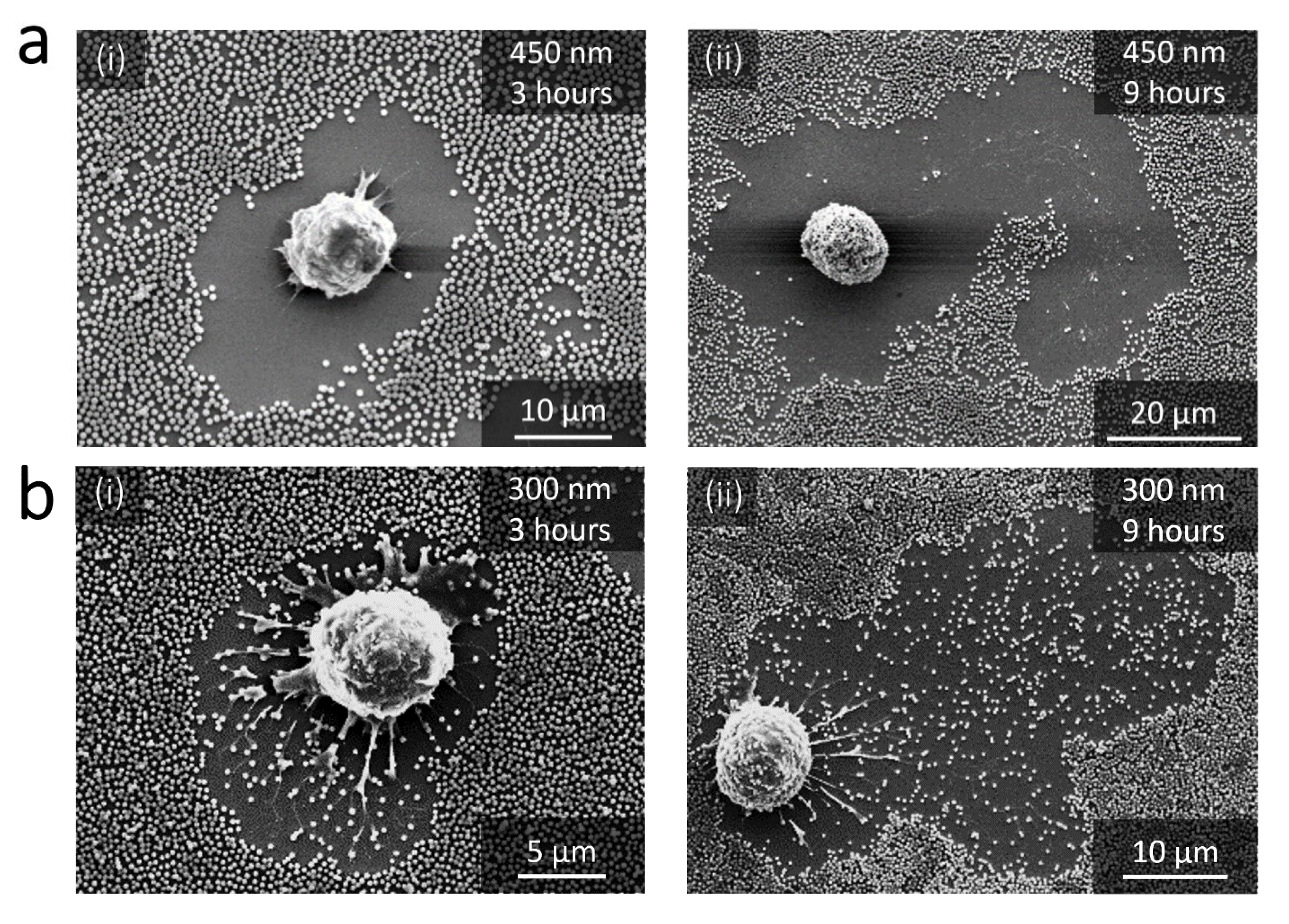 Nanomaterials 11 01963 g002 550