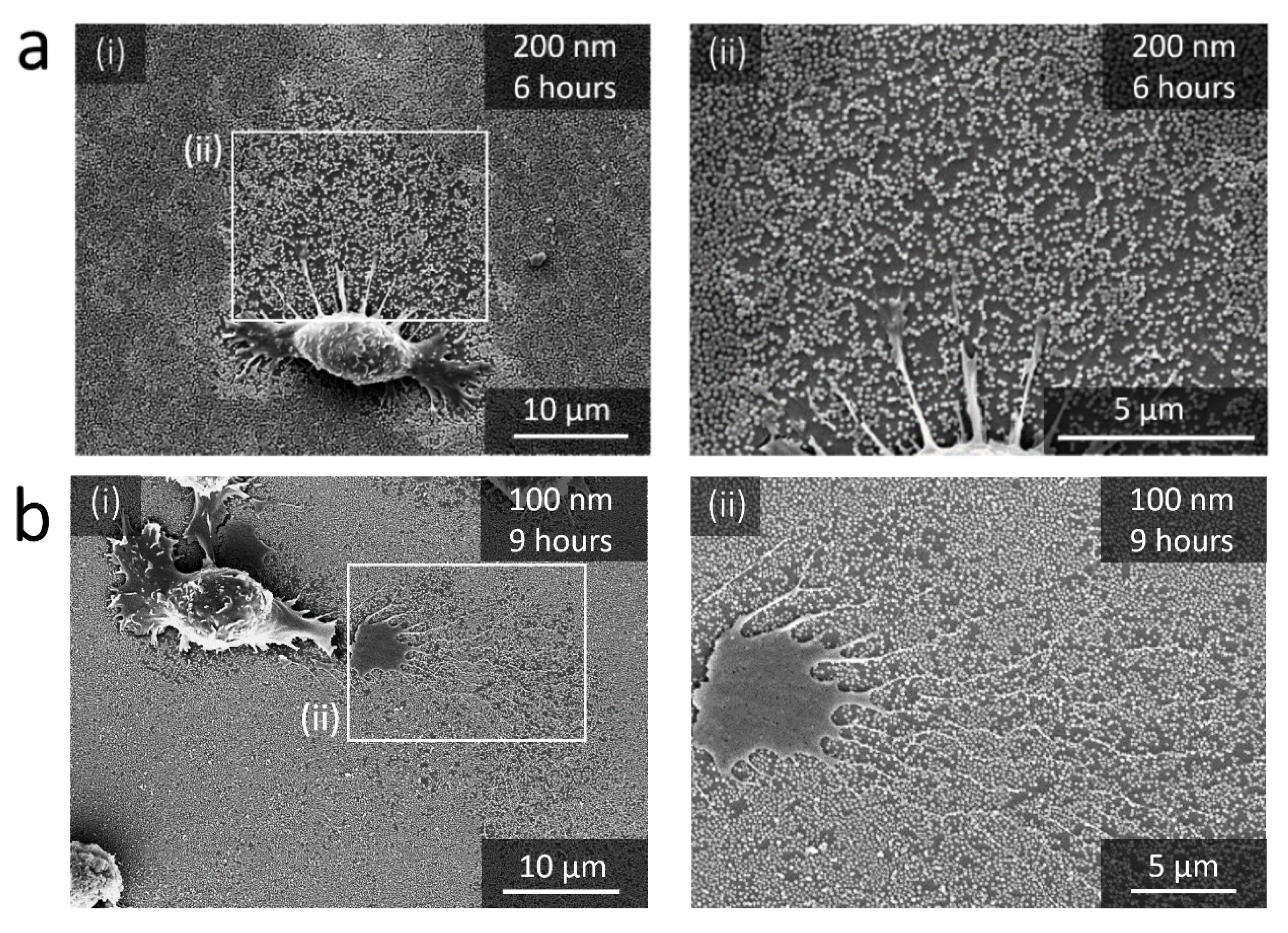 Nanomaterials 11 01963 g003a 550