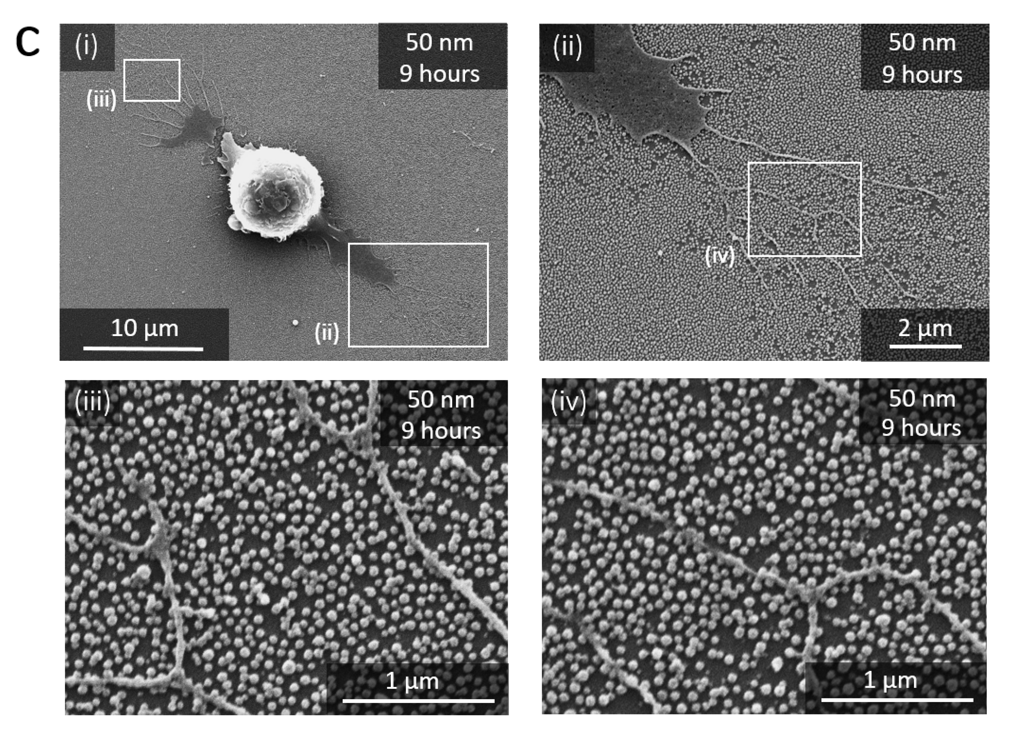 Nanomaterials 11 01963 g003b 550