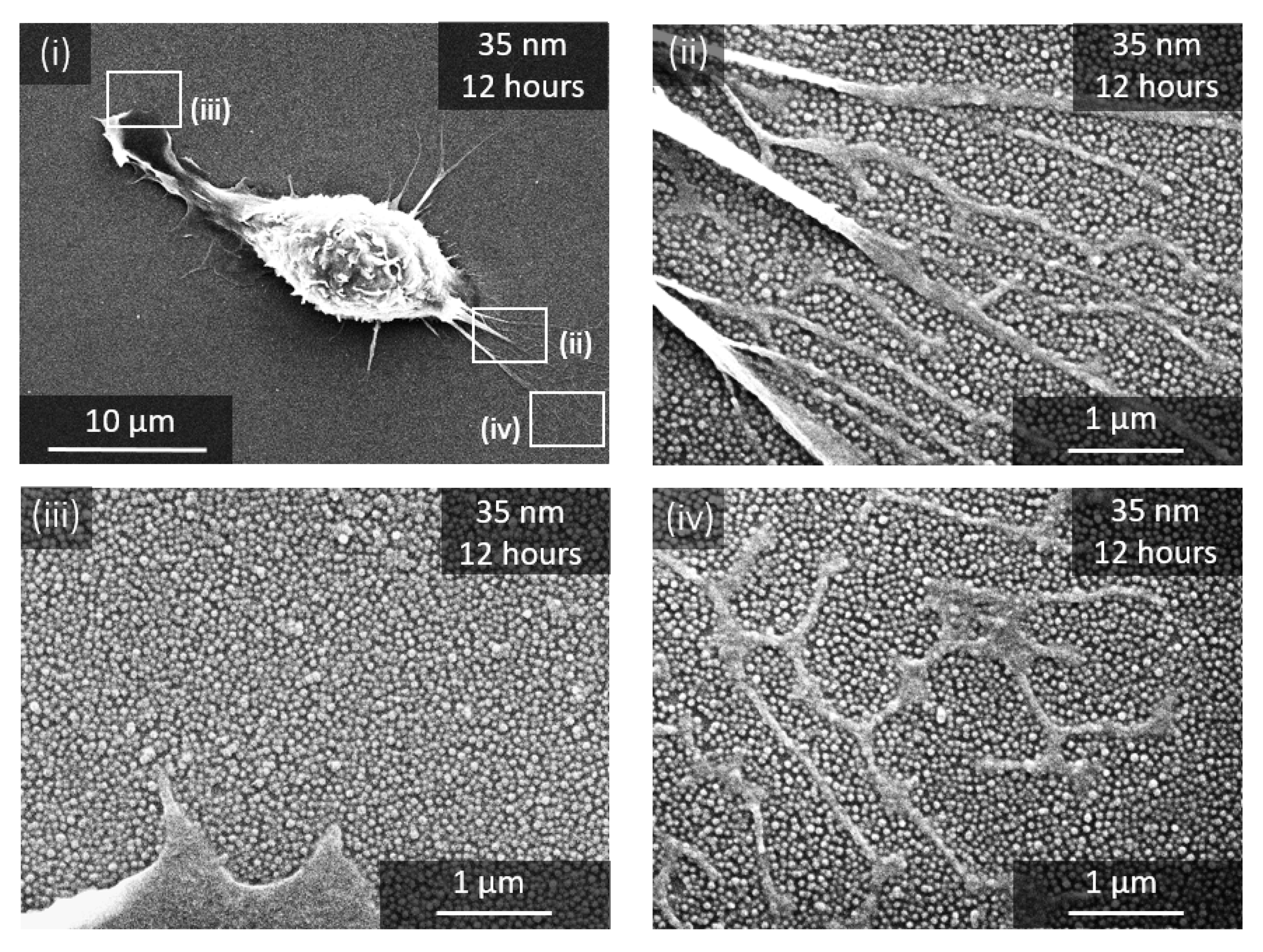 Nanomaterials 11 01963 g004 550