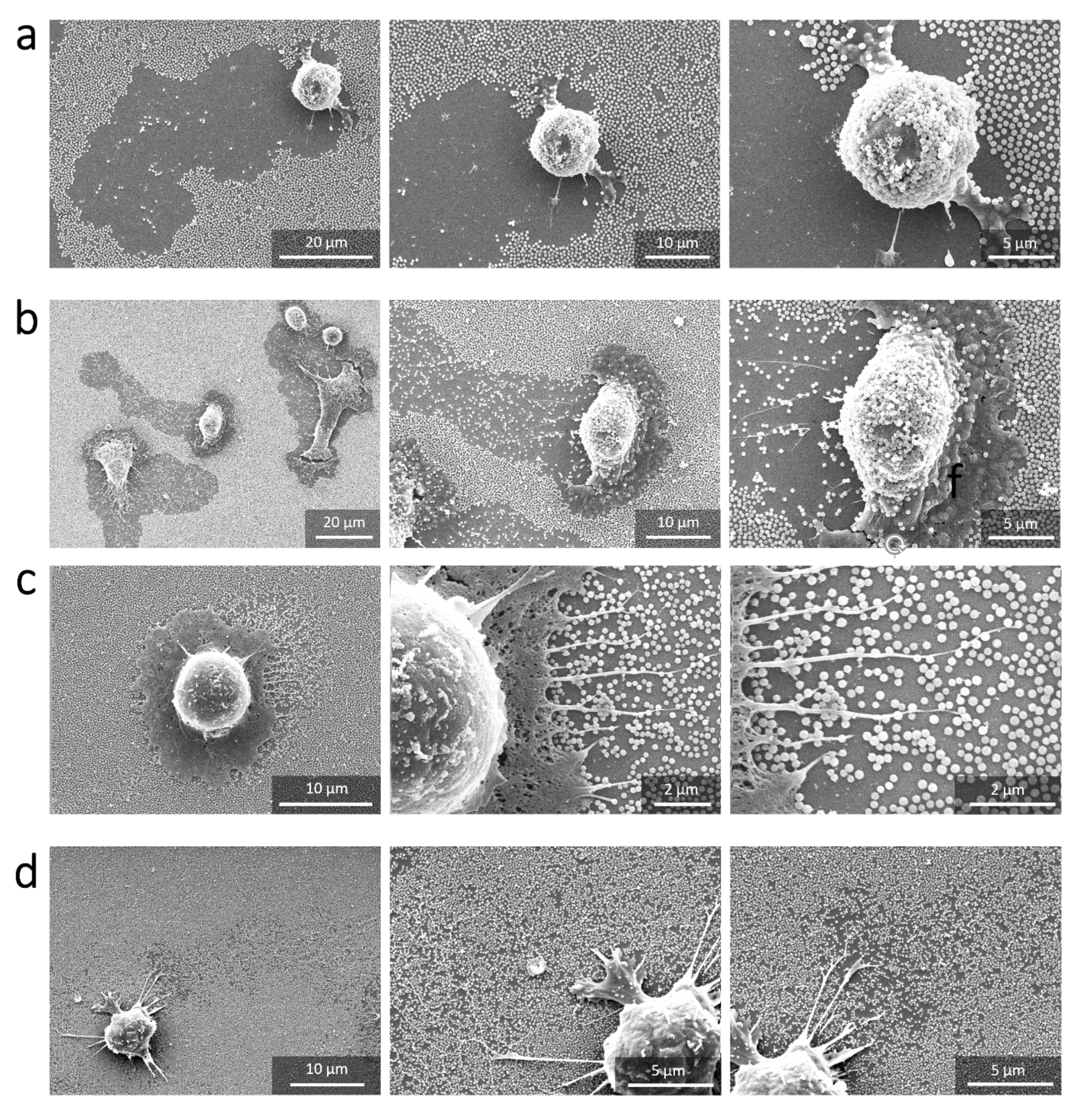Nanomaterials 11 01963 g007 550