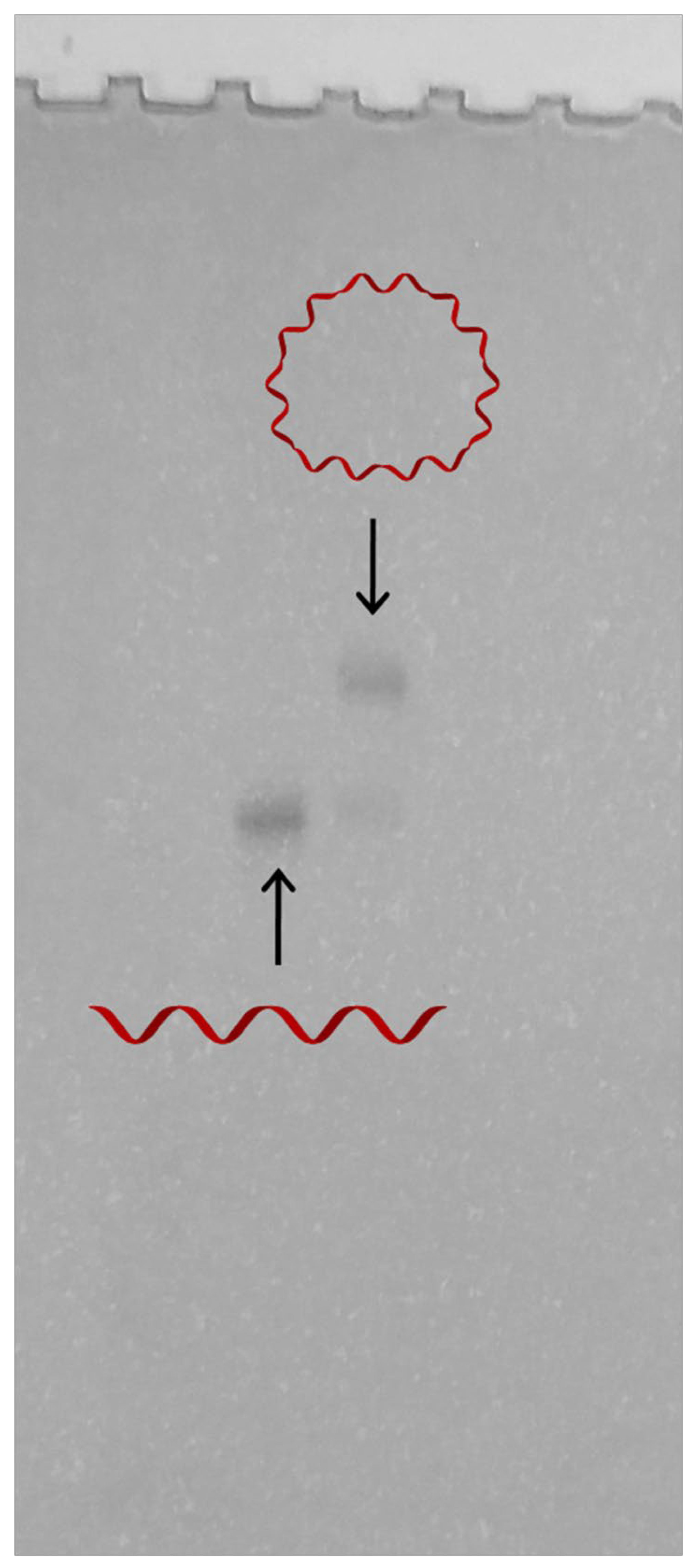 Nanomaterials 11 01967 g002
