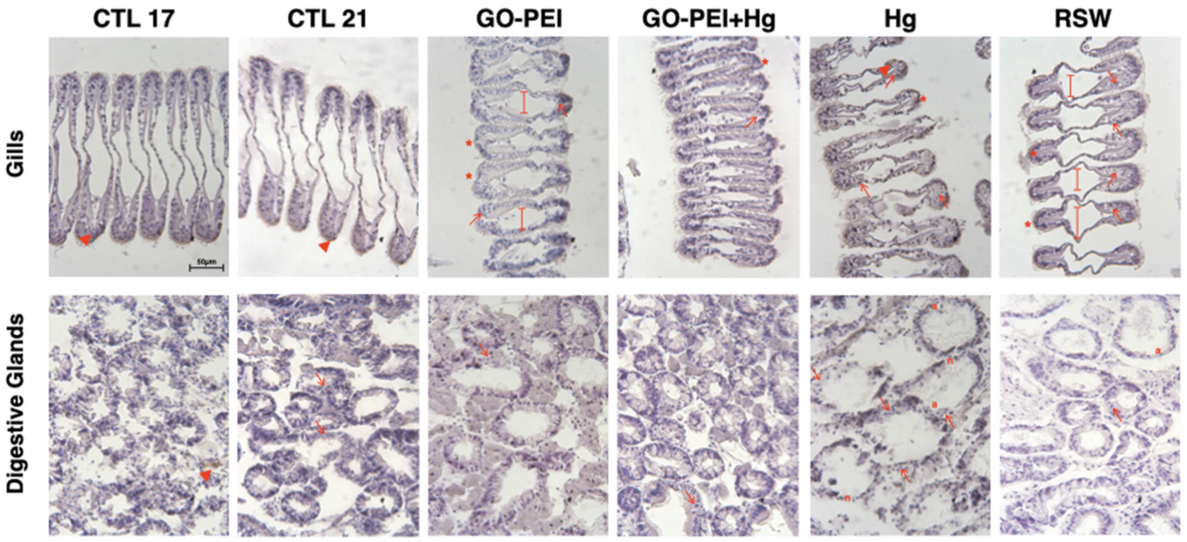 Nanomaterials 11 01978 g006 550