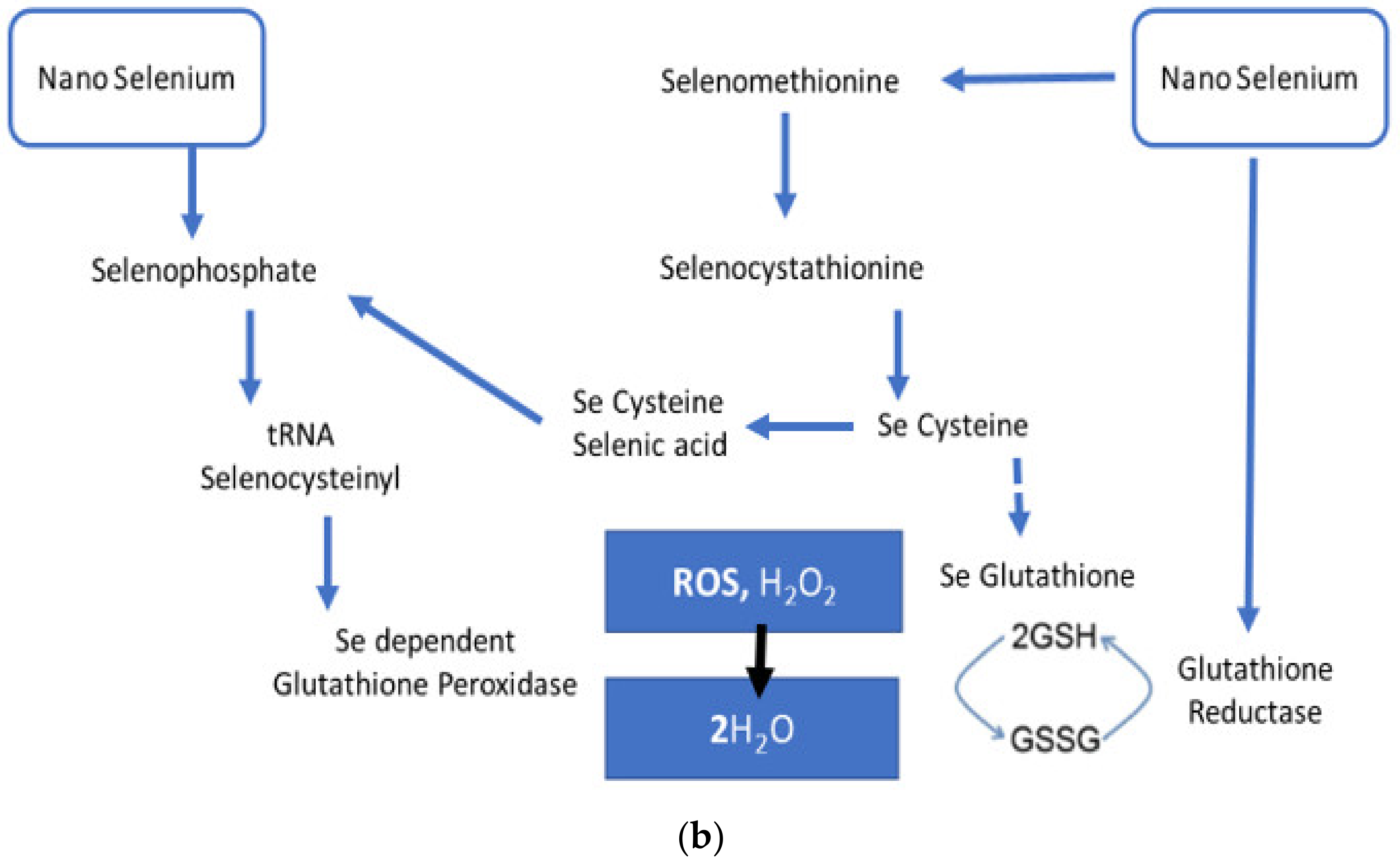 Nanomaterials Free FullText Biogenic Selenium Nanoparticles