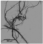 Nanomaterials 11 02077 i002 Nanomaterials 11 02077 i002